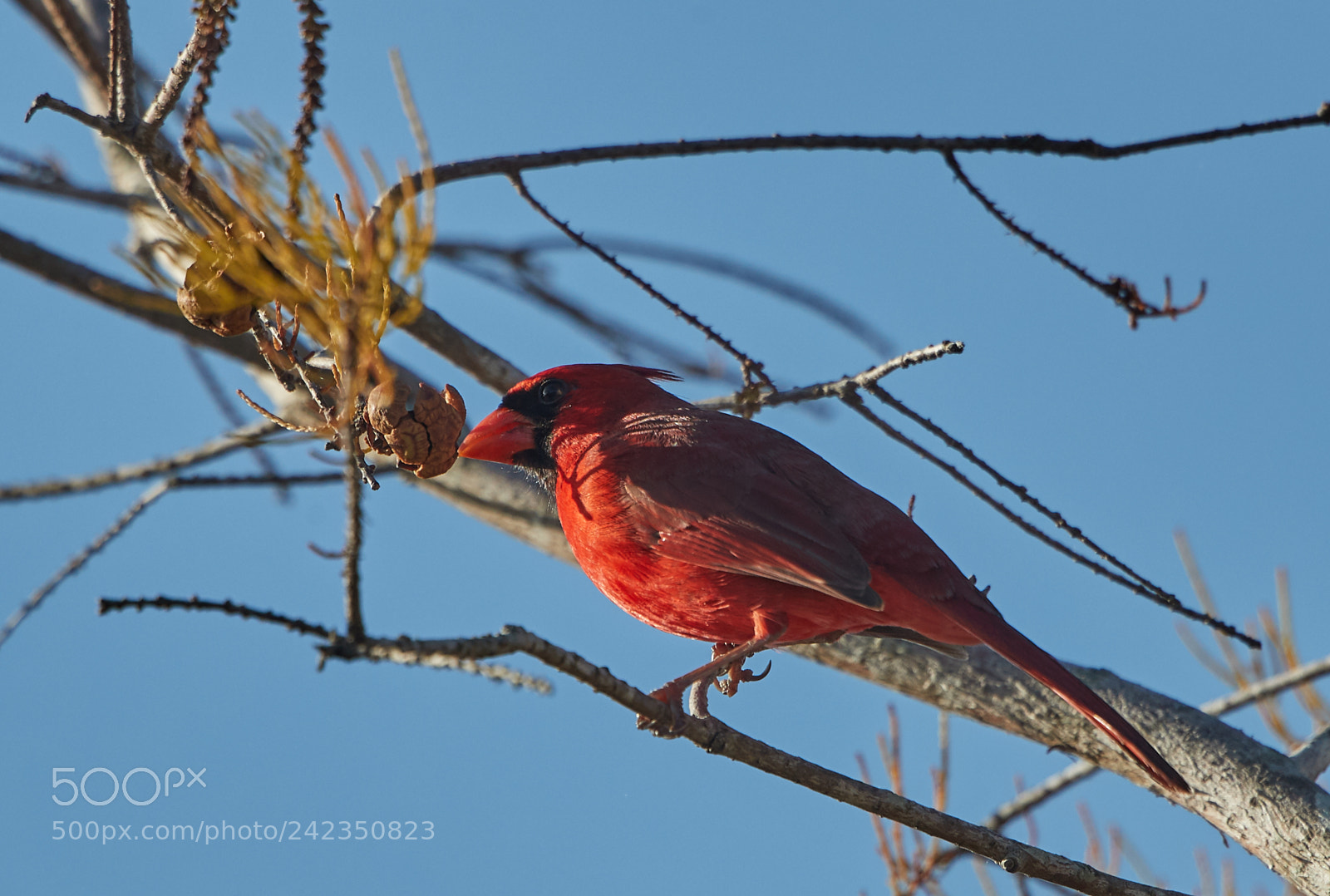 Canon EOS-1D X Mark II sample photo. 01-13-18-9164.jpg photography