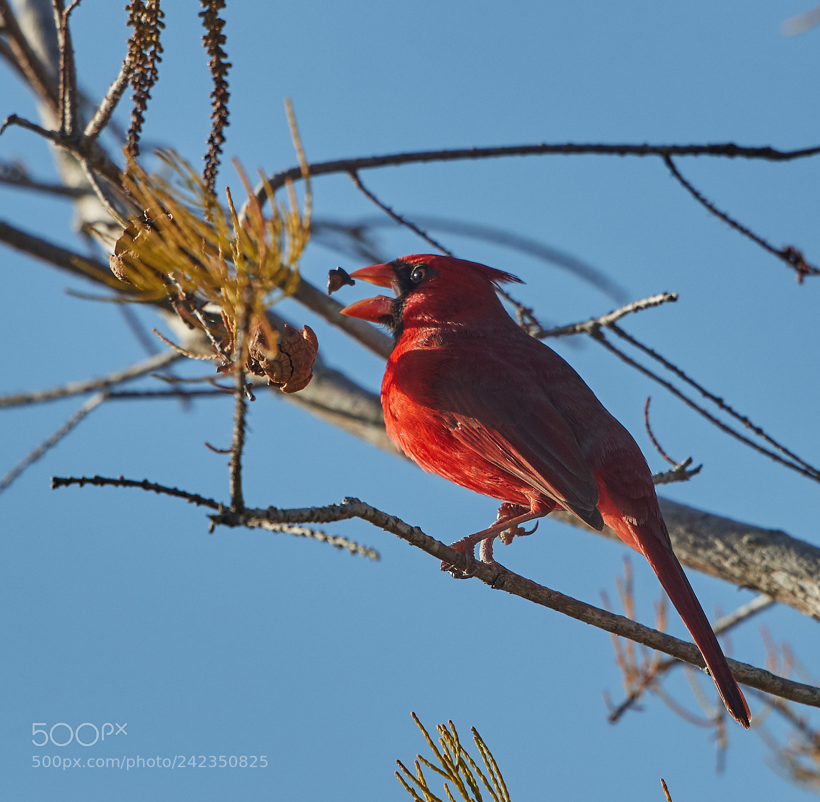 Canon EOS-1D X Mark II sample photo. 01-13-18-9165.jpg photography