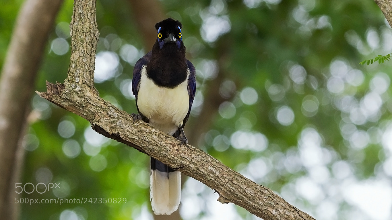 Canon EOS 60D sample photo. Plush-crested jay photography