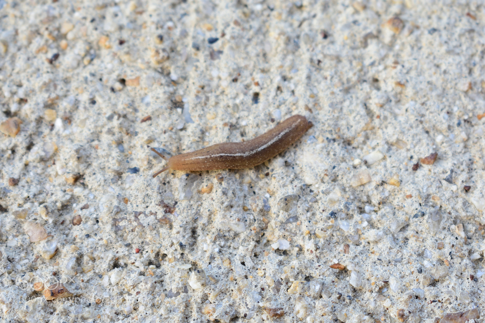 Nikon D3400 sample photo. Slug at dawn 1 photography