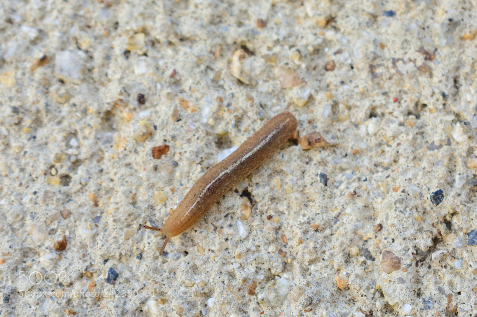 Nikon D3400 sample photo. Slug at dawn 2 photography
