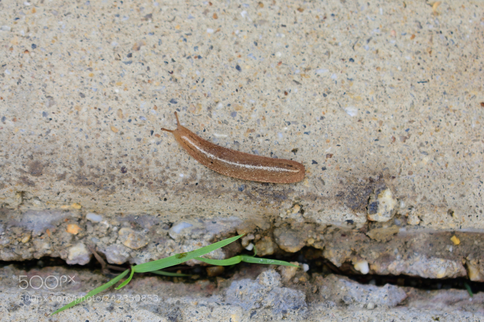 Nikon D3400 sample photo. Slug at dawn 4 photography