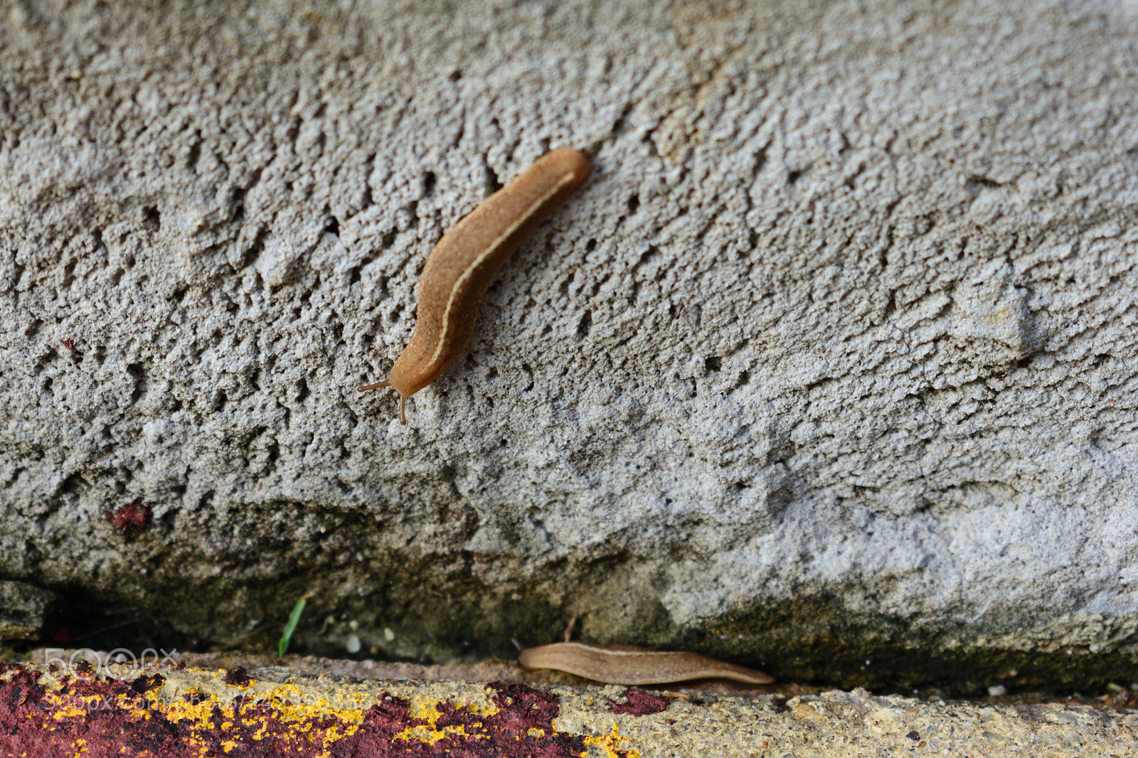 Nikon D3400 sample photo. Slugs at dawn photography