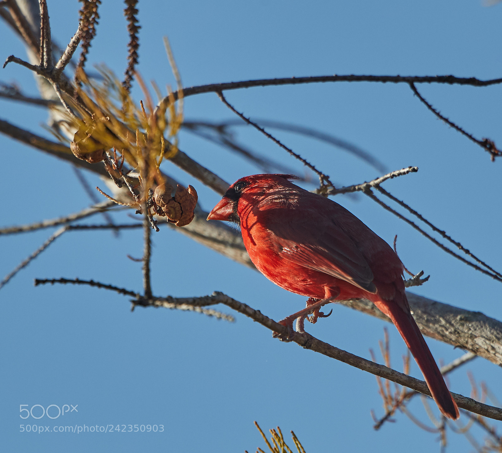 Canon EOS-1D X Mark II sample photo. 01-13-18-9163.jpg photography