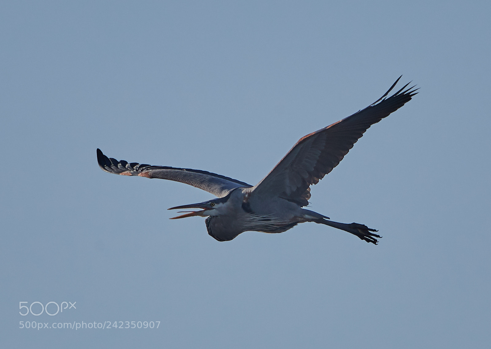 Canon EOS-1D X Mark II sample photo. 01-13-18-9162.jpg photography
