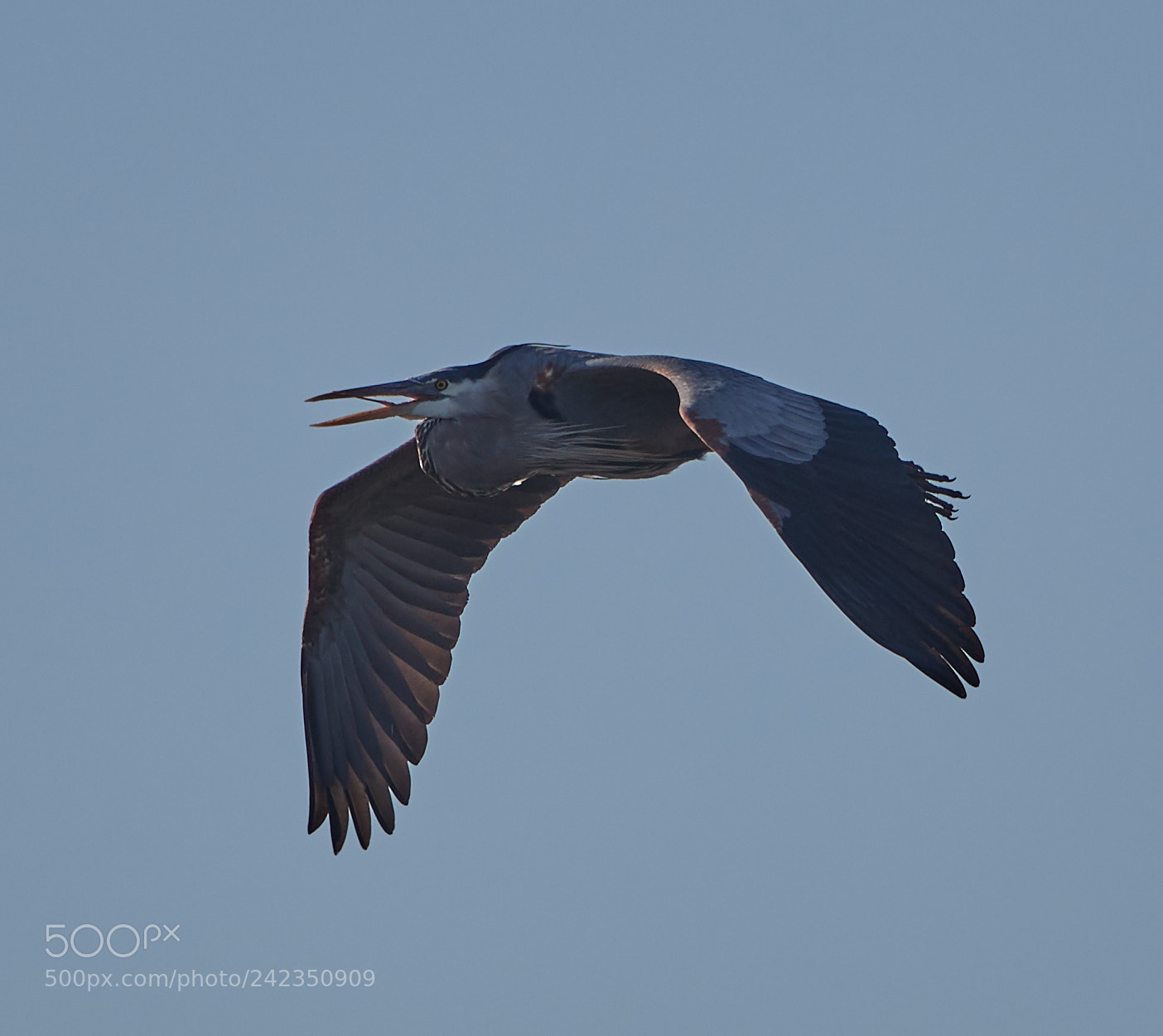 Canon EOS-1D X Mark II sample photo. 01-13-18-9161.jpg photography