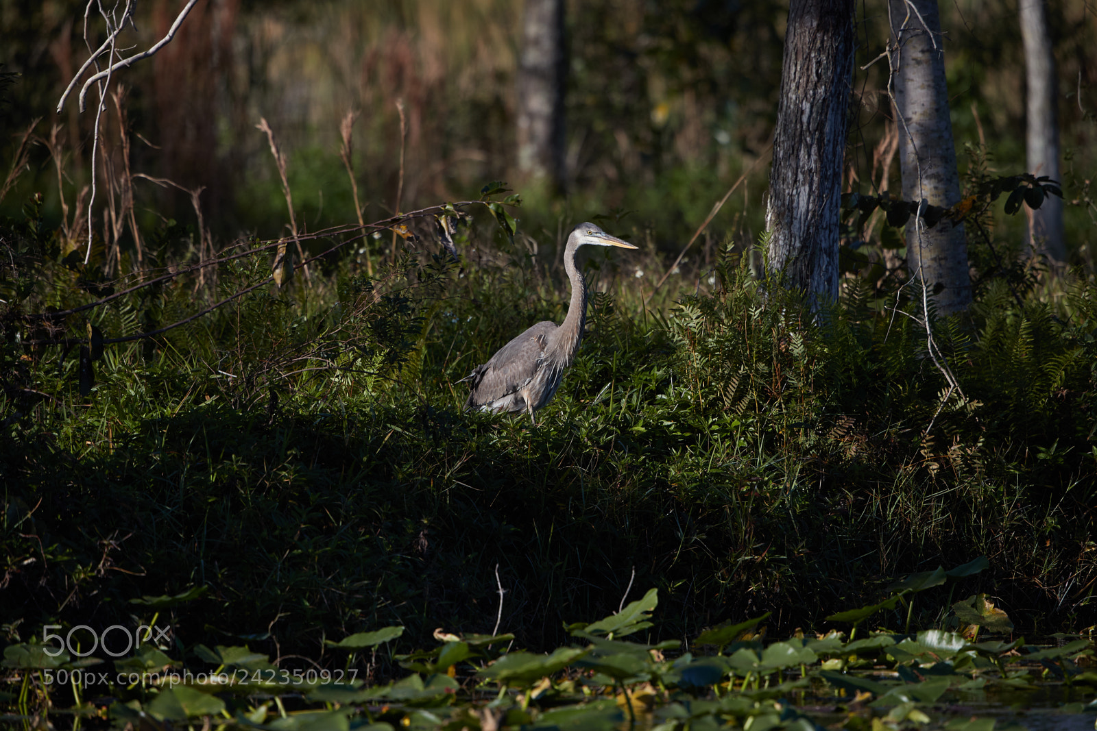 Canon EOS-1D X Mark II sample photo. 01-13-18-9090.jpg photography