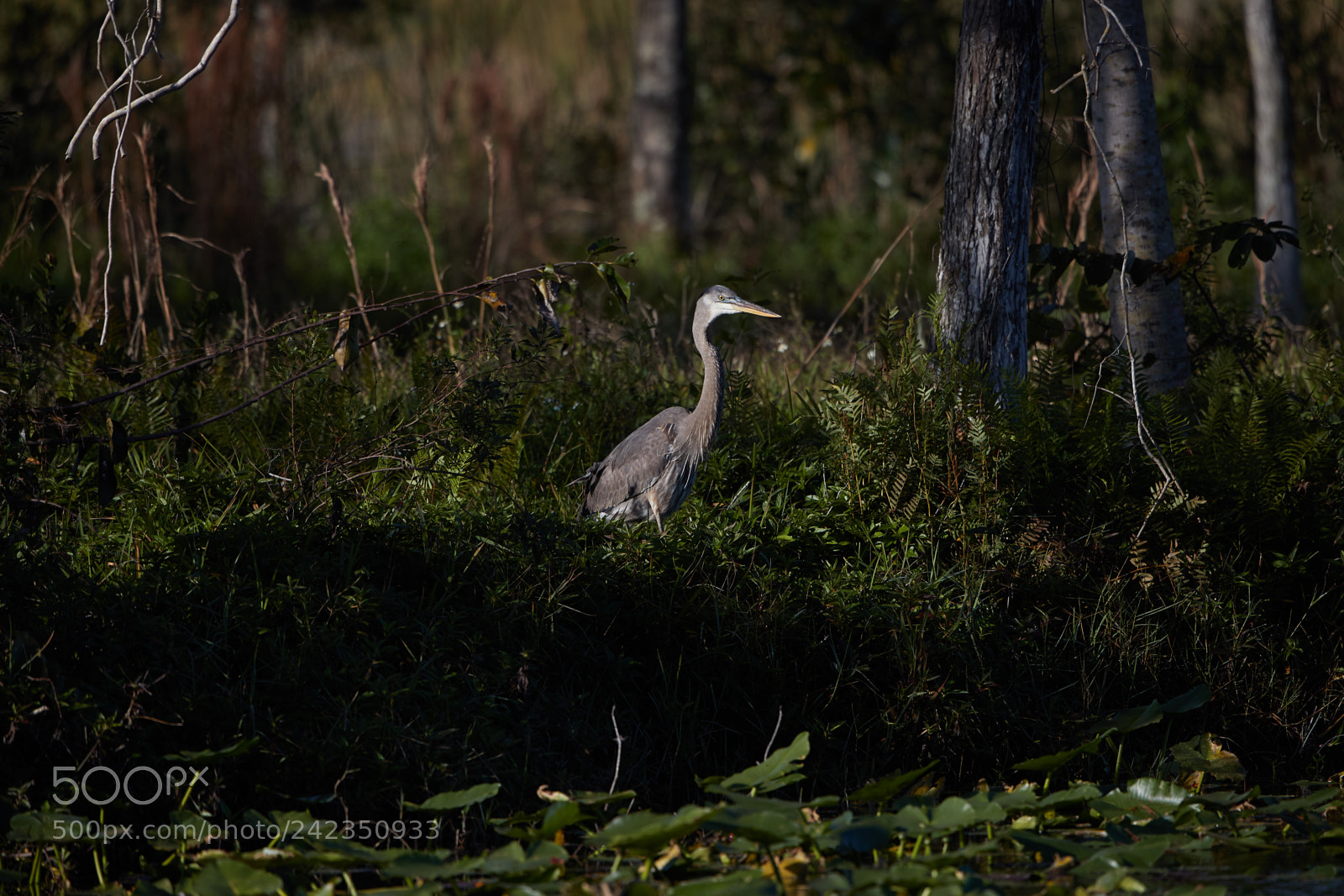 Canon EOS-1D X Mark II sample photo. 01-13-18-9088.jpg photography