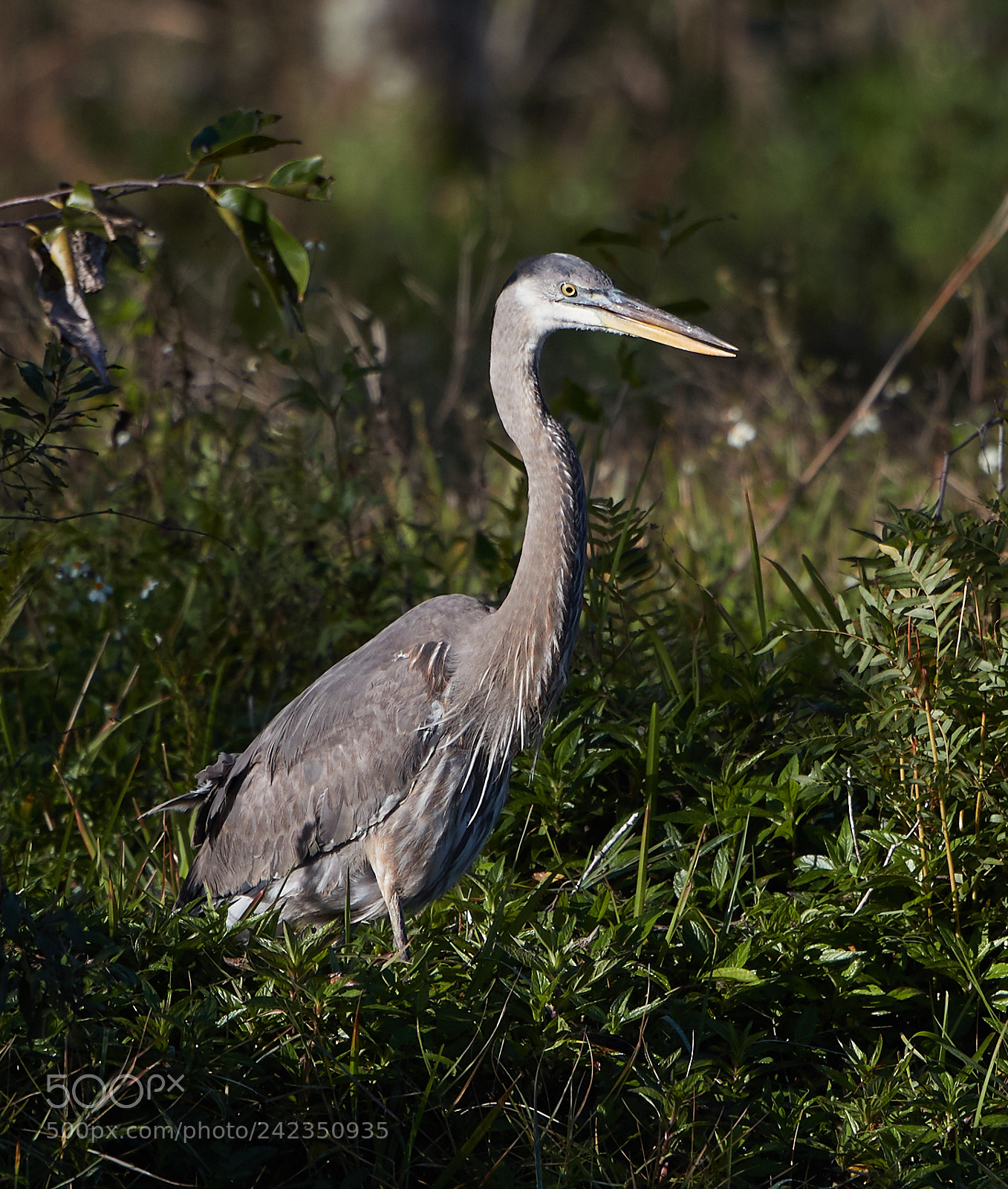 Canon EOS-1D X Mark II sample photo. 01-13-18-9087.jpg photography
