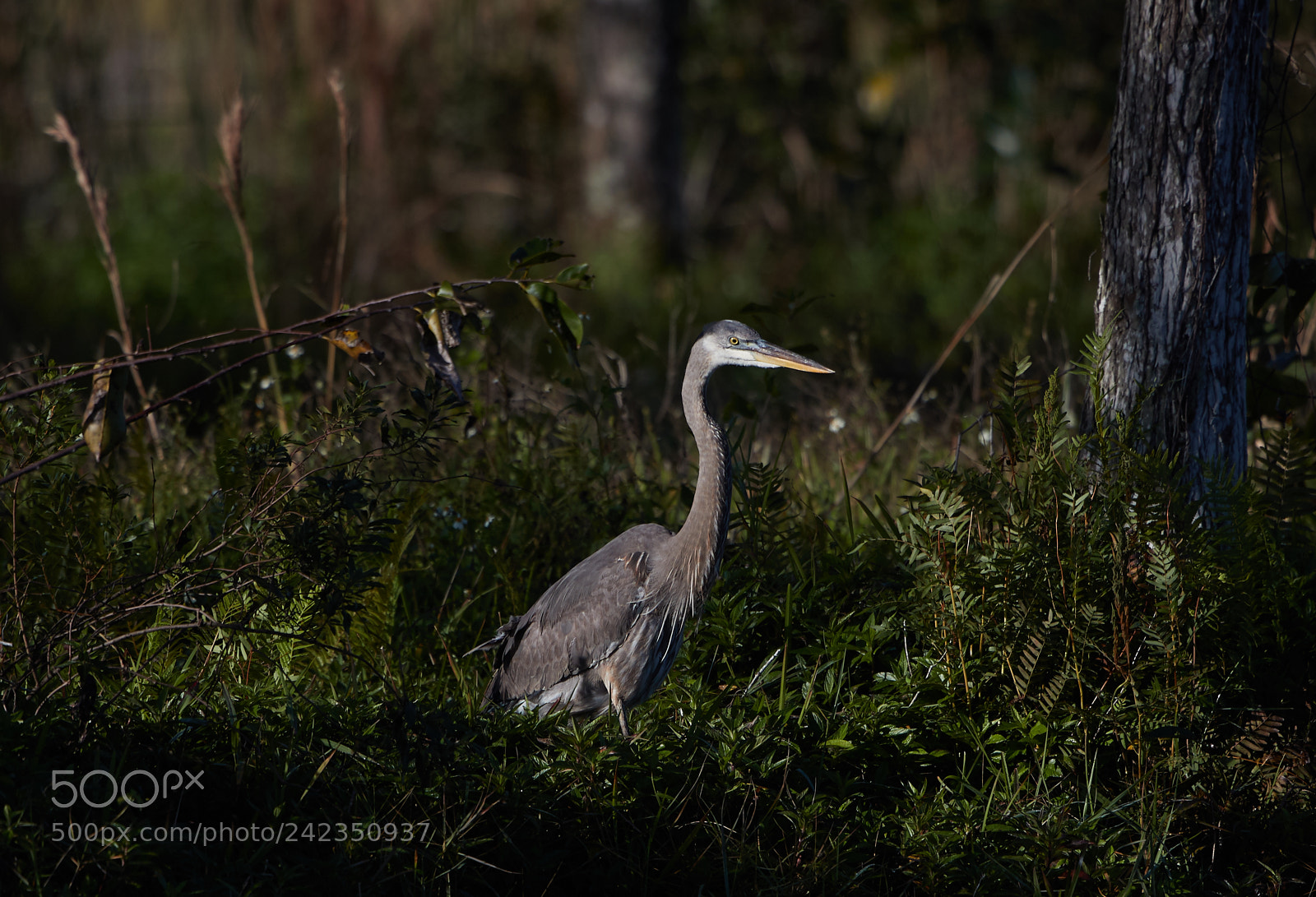 Canon EOS-1D X Mark II sample photo. 01-13-18-9089.jpg photography