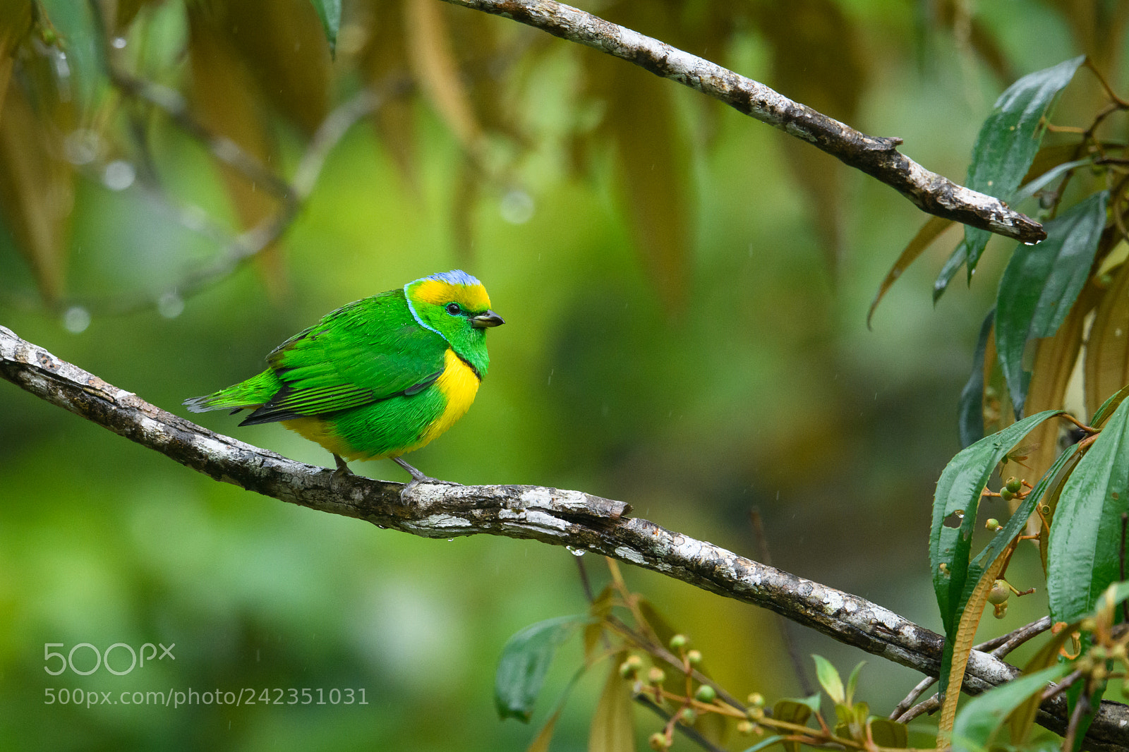 Nikon D850 sample photo. Golden browed chlorophonia photography