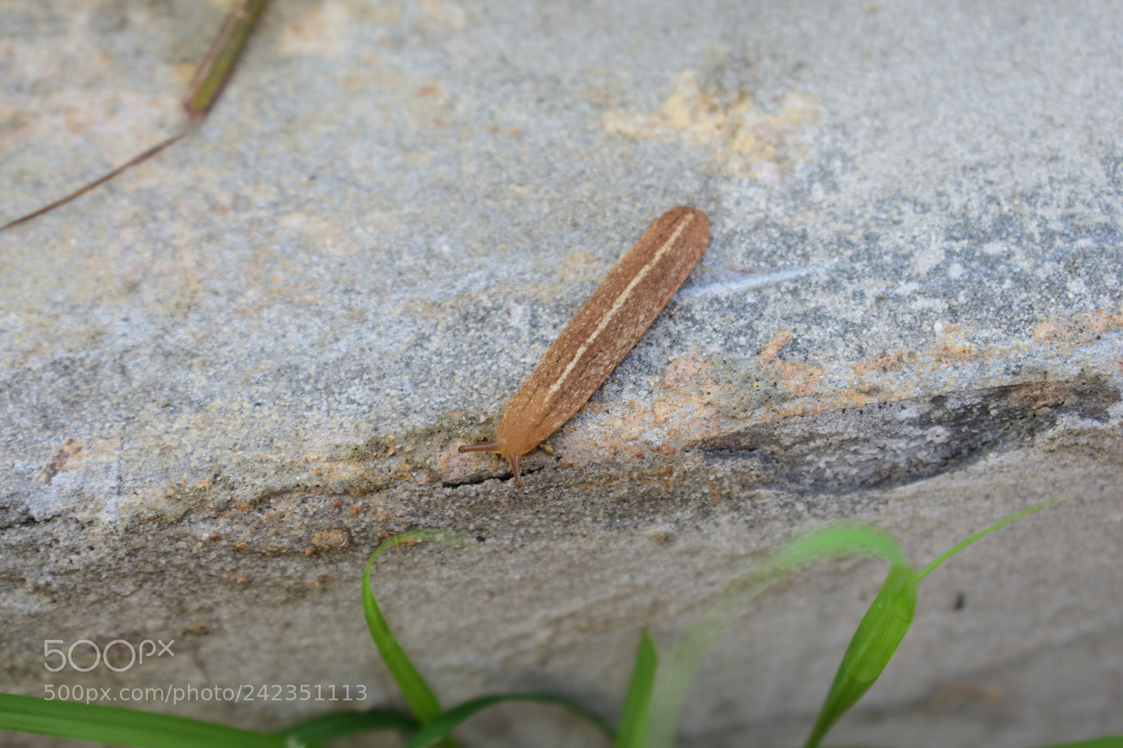 Nikon D3400 sample photo. Slug at dawn 5 photography