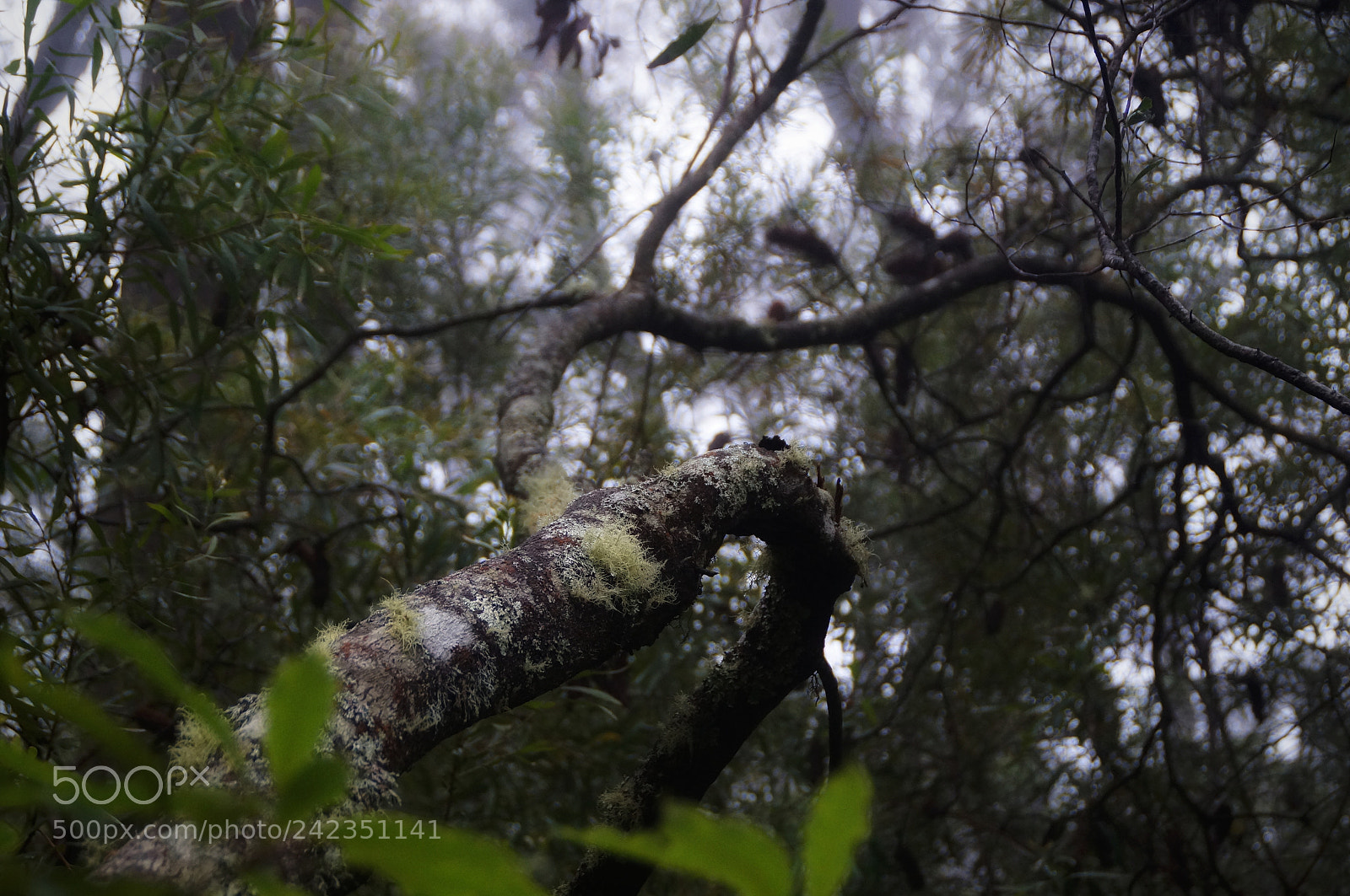 Sony SLT-A37 sample photo. Untitled photography