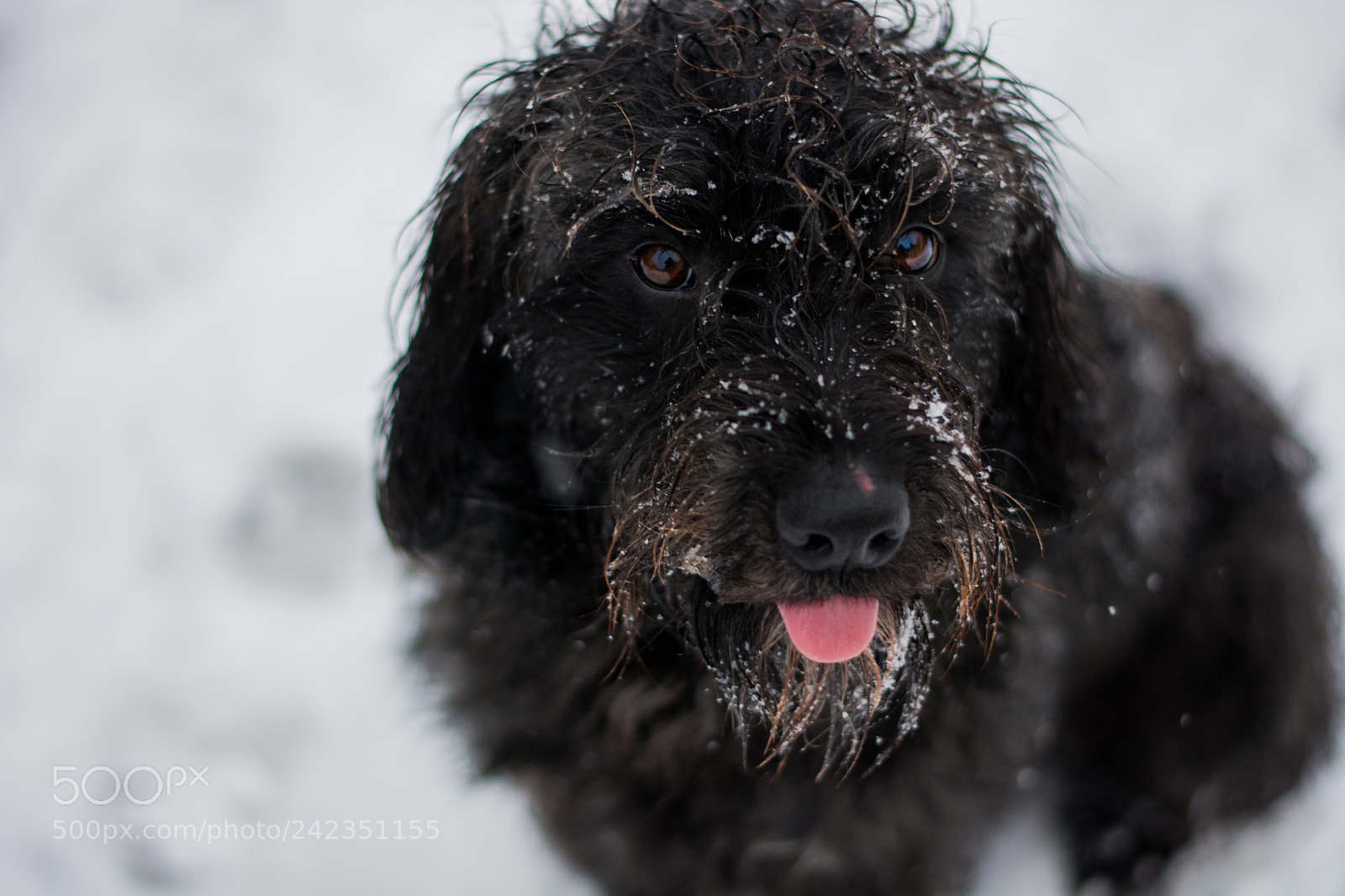 Nikon D7100 sample photo. Dog. photography
