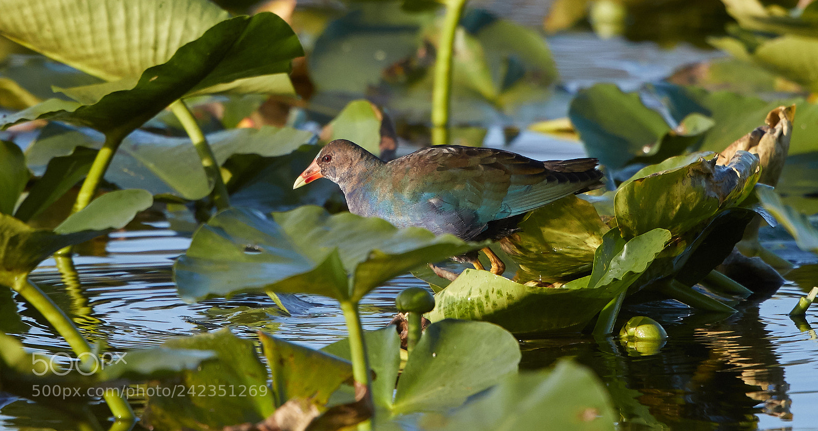 Canon EOS-1D X Mark II sample photo. 01-13-18-9318.jpg photography