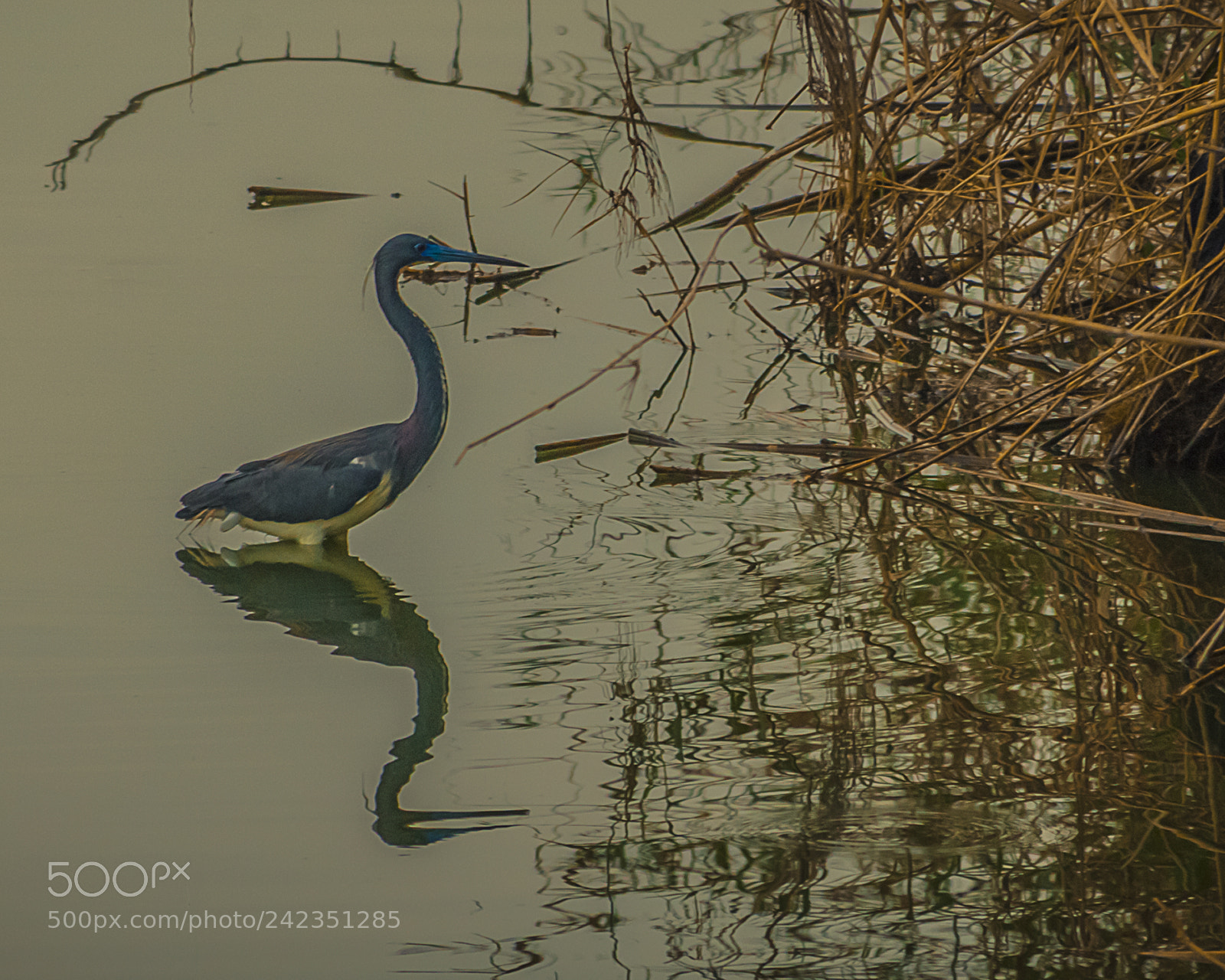 Nikon D200 sample photo. Tricolored photography