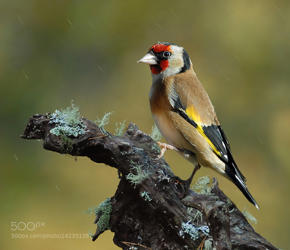 Nikon D200 sample photo. Gold finch photography