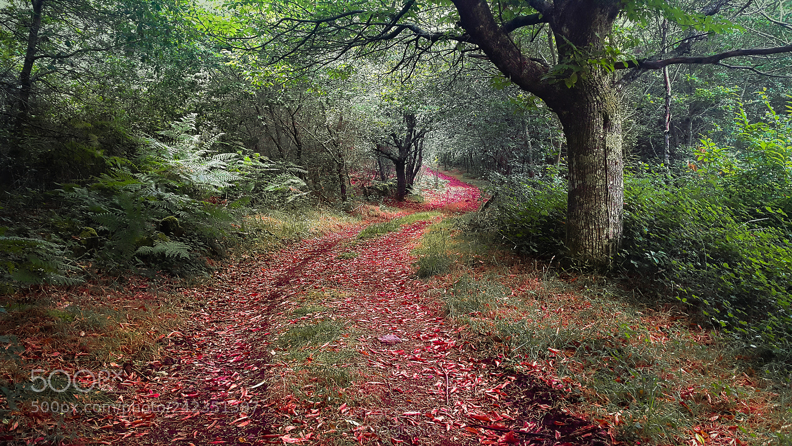 Samsung Galaxy Alpha sample photo. Leaves are the way photography