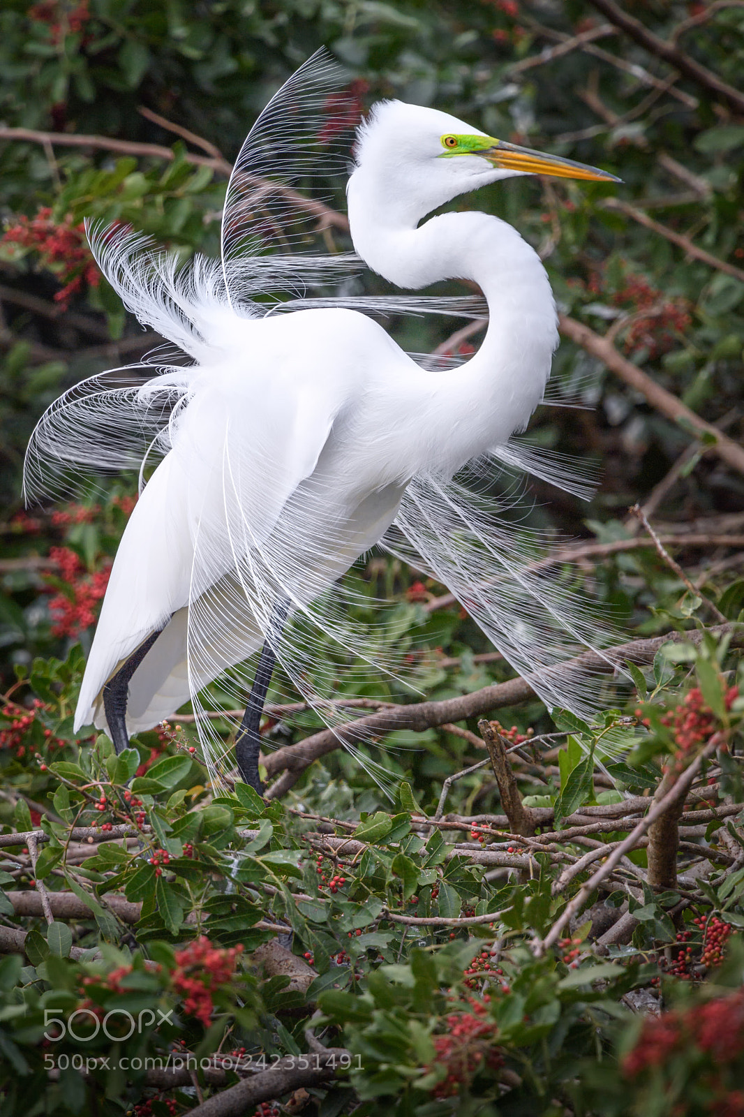 Nikon D5 sample photo. Great egret ardea alba photography
