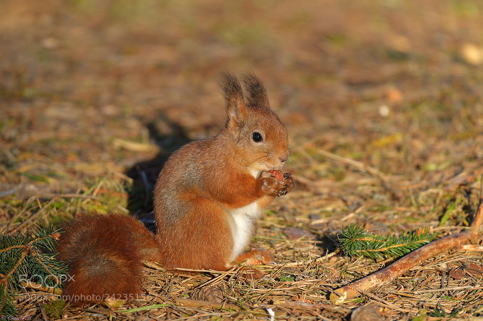 Nikon D4 sample photo. Squirrel photography