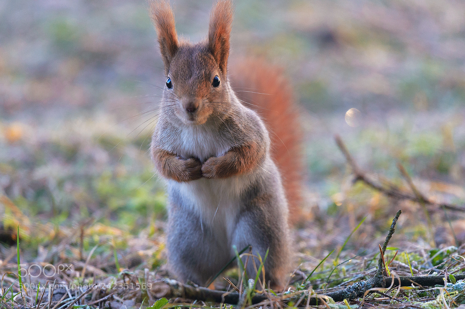 Nikon D4 sample photo. Squirrel photography