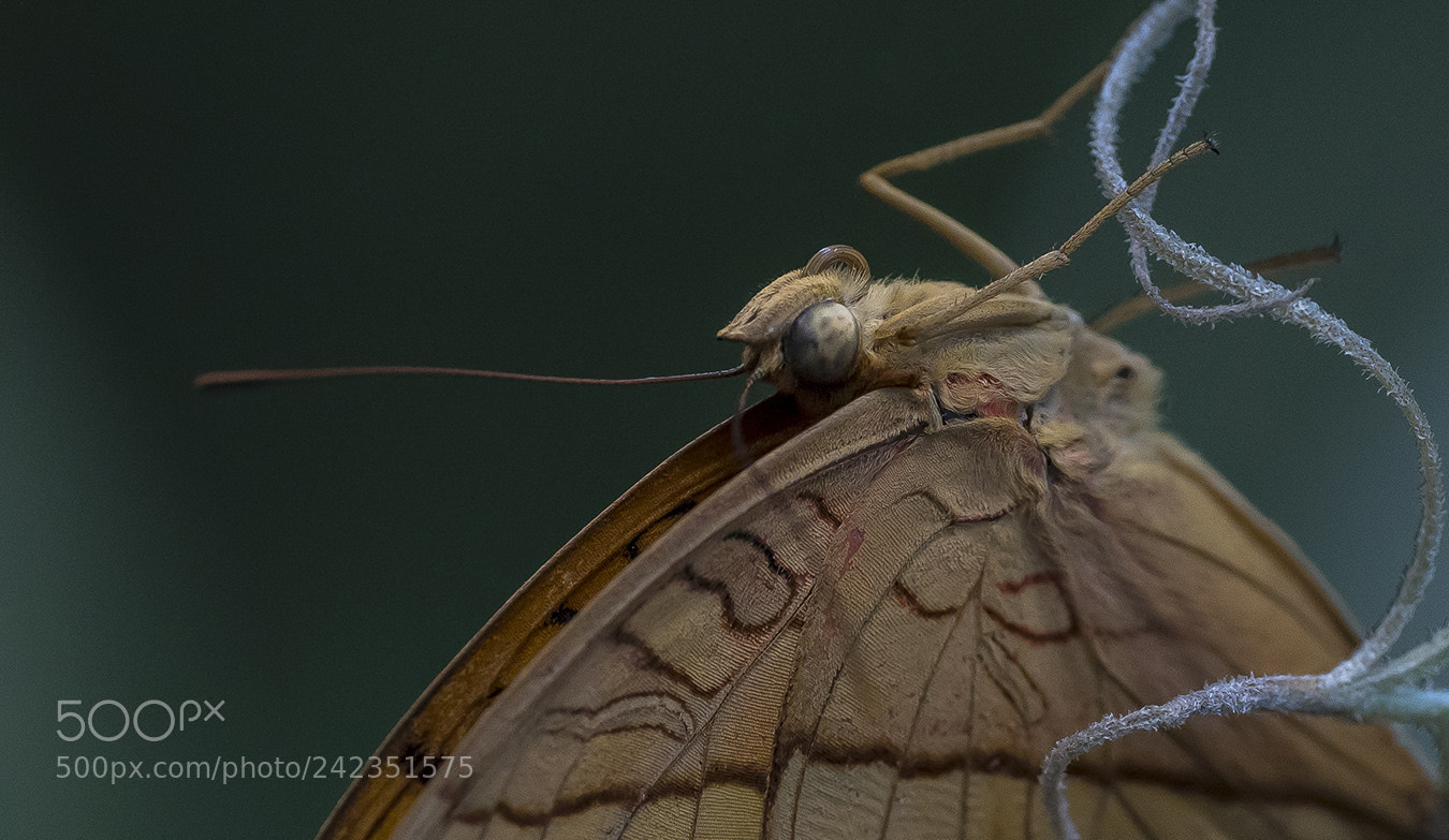 Nikon D810 sample photo. Brown butterfly photography