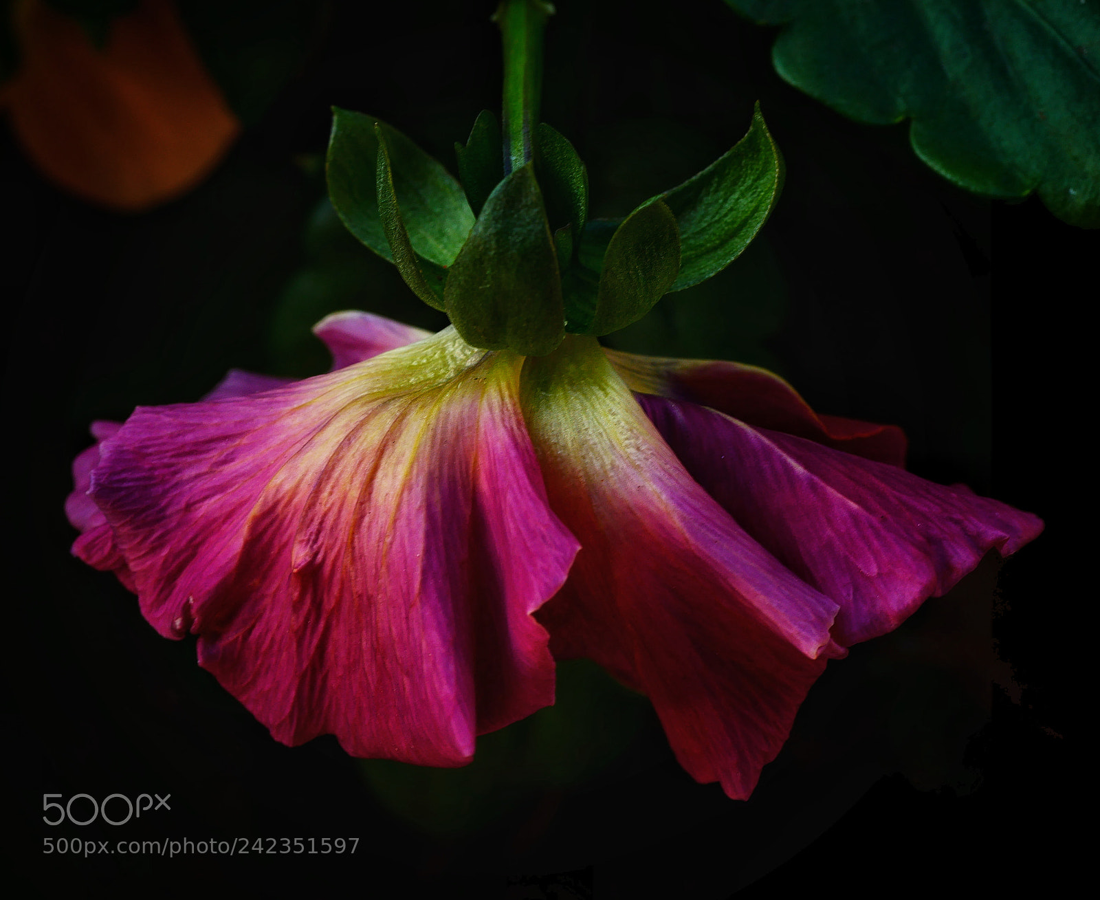 Panasonic Lumix DMC-GX85 (Lumix DMC-GX80 / Lumix DMC-GX7 Mark II) sample photo. ?... photography