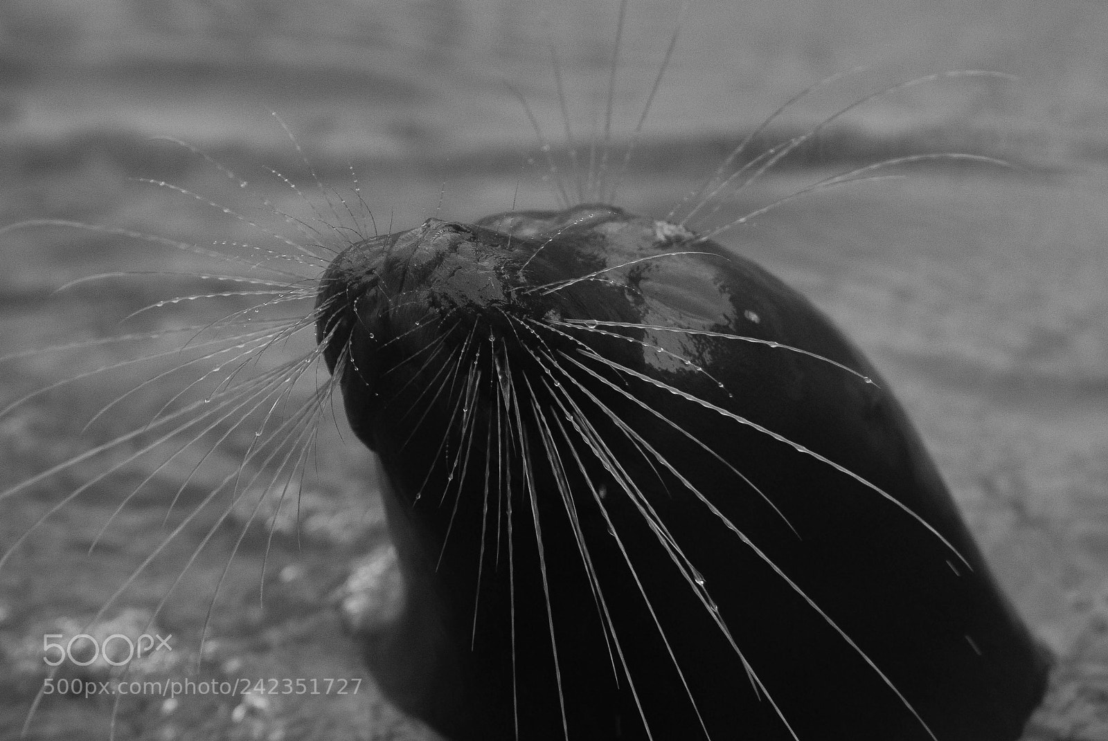 Nikon D200 sample photo. Baikalseal photography