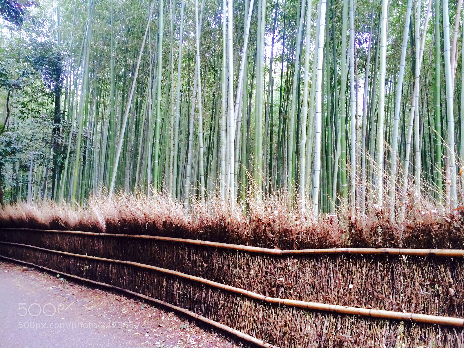 Apple iPhone 5s sample photo. Untitled photography