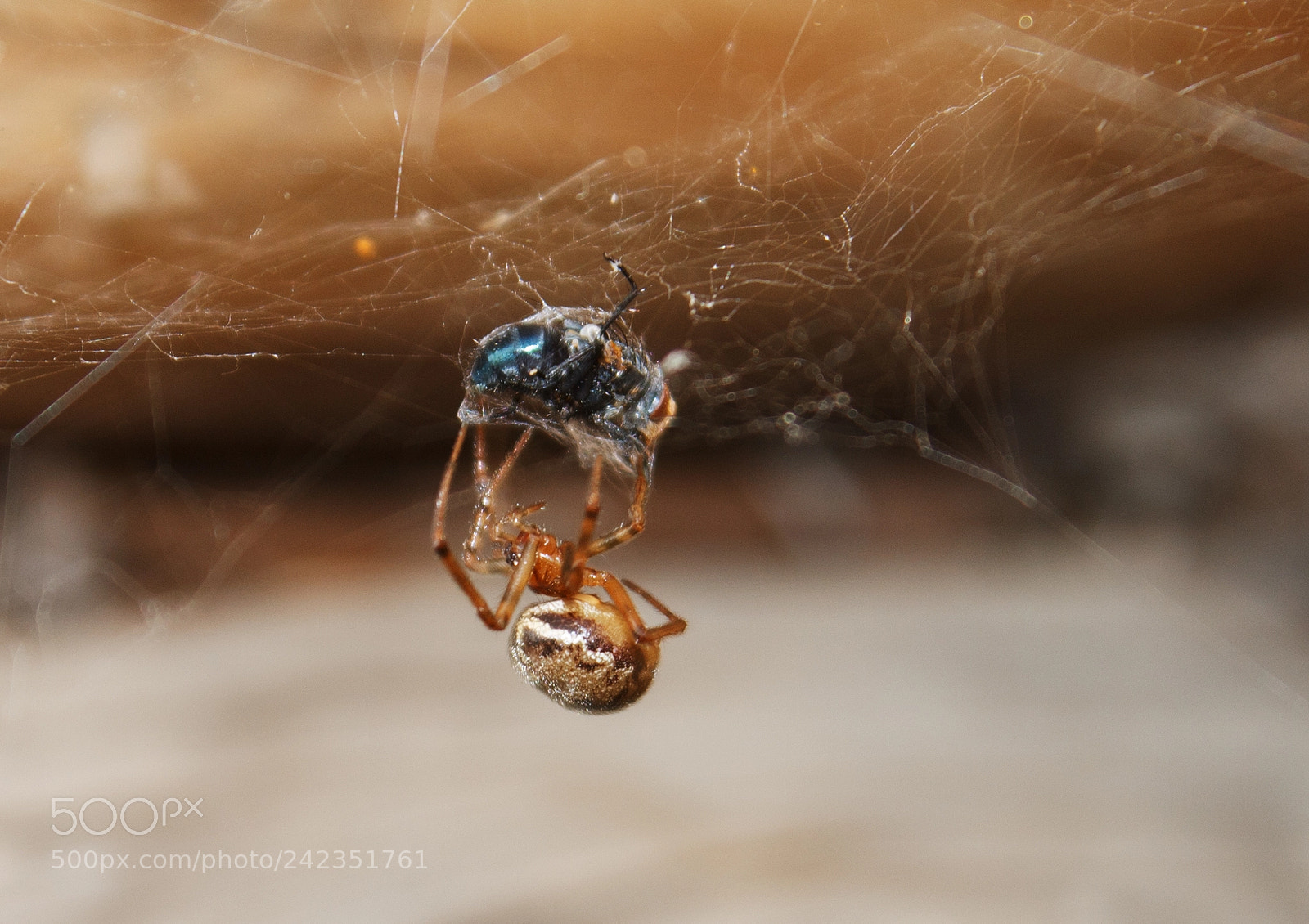 Canon EOS 1100D (EOS Rebel T3 / EOS Kiss X50) sample photo. Spider friend photography