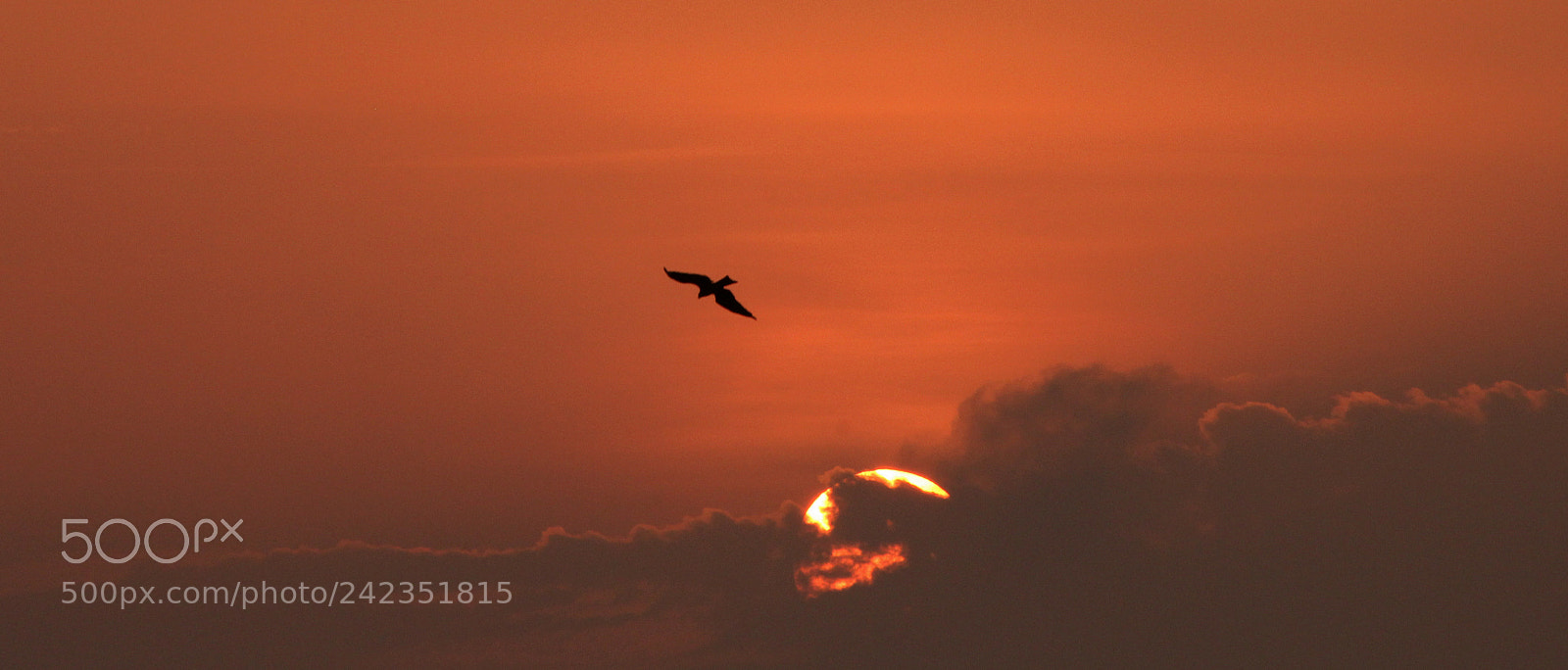 Canon EF-S 55-250mm F4-5.6 IS II sample photo. Freebird photography