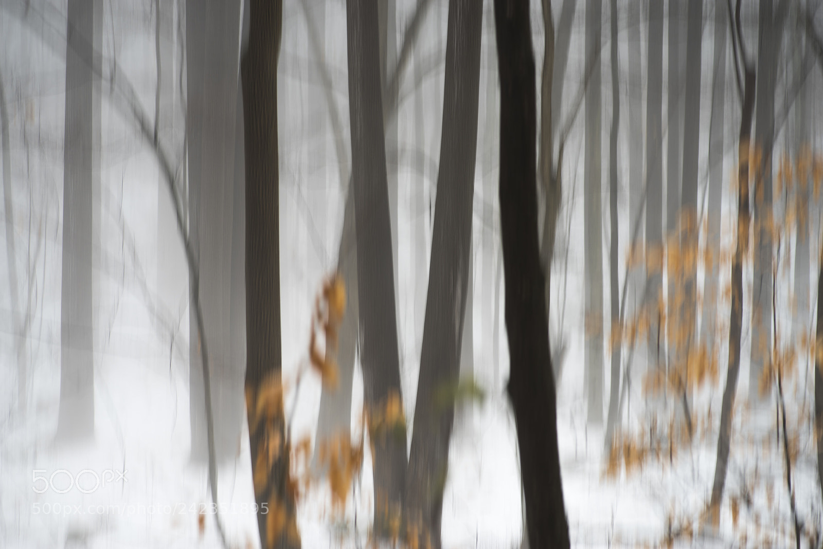 Pentax K-1 sample photo. Trees in january fog photography