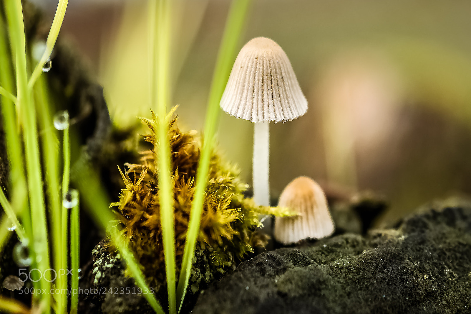Sony SLT-A58 sample photo. *** mushroom *** photography