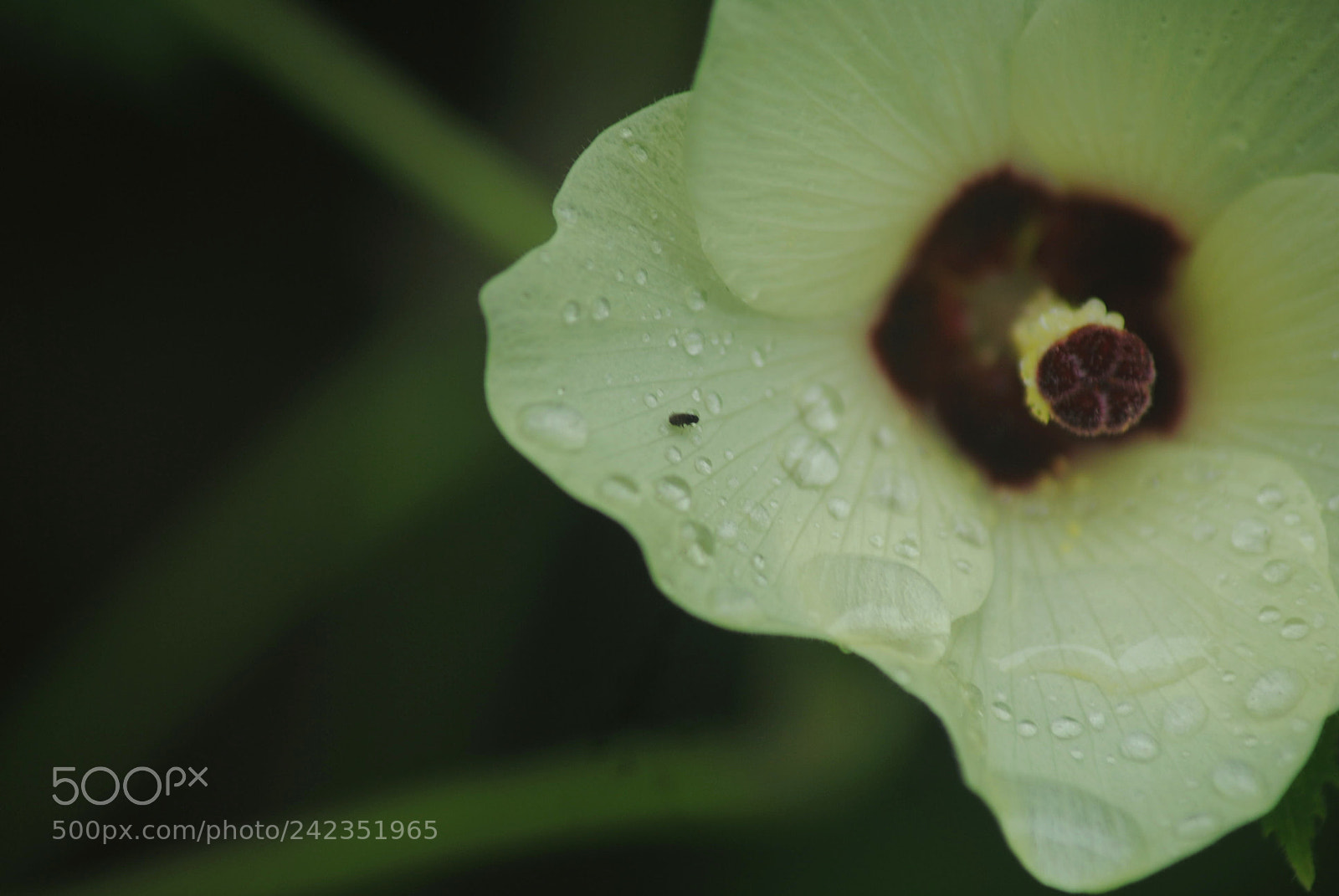 Nikon D3000 sample photo. Flower photography