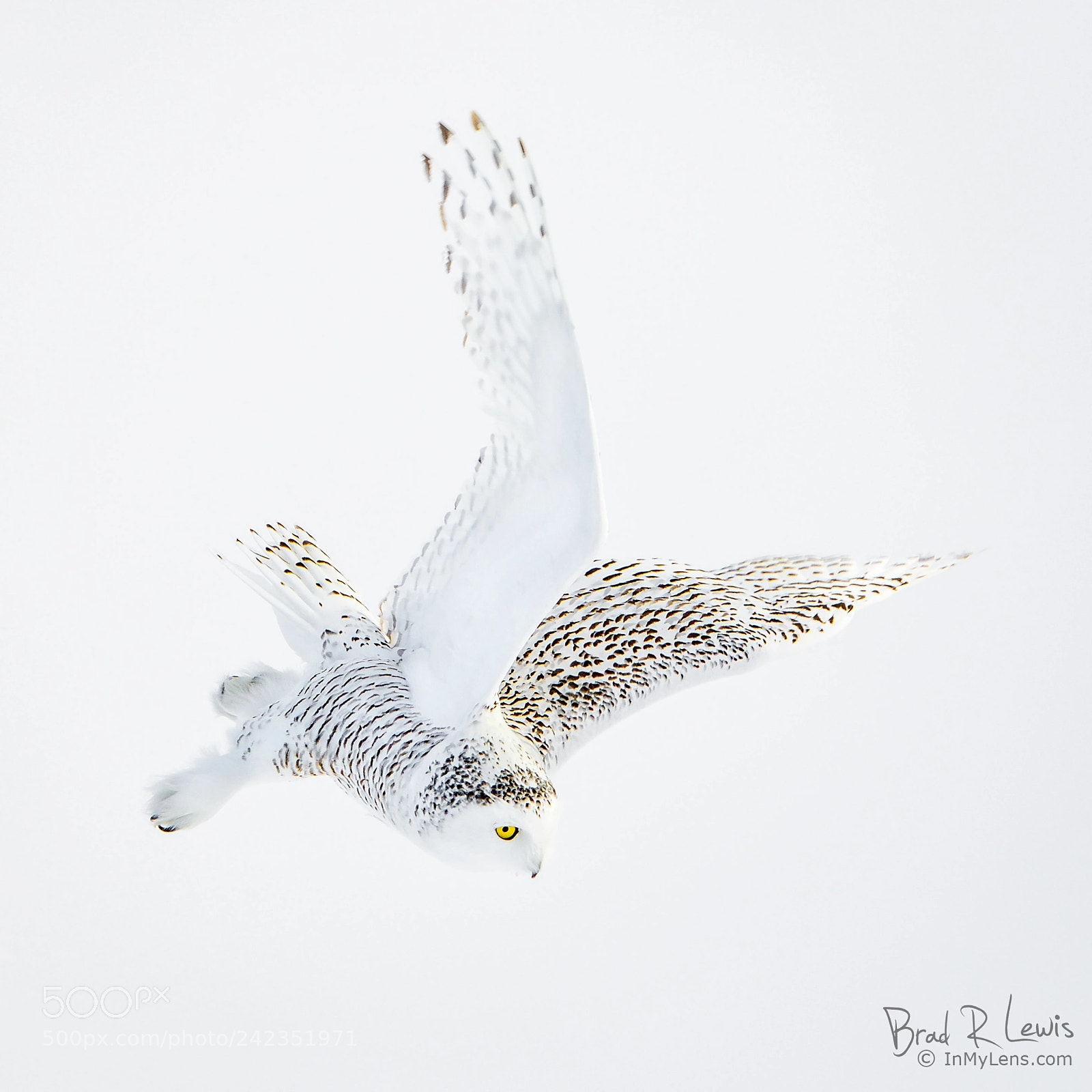 Nikon D500 sample photo. Snowy owl - diving photography