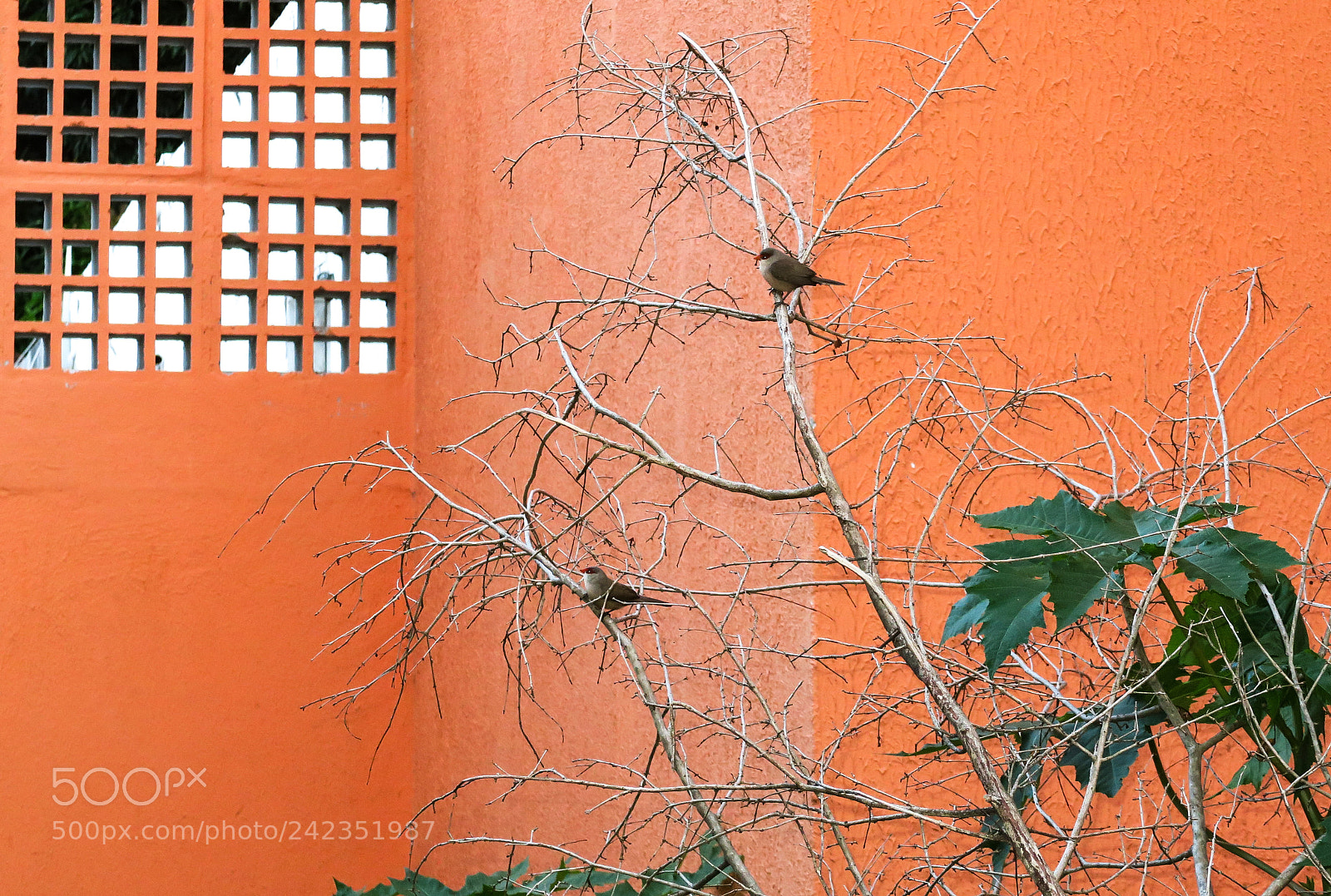 Canon PowerShot G7 X sample photo. Birds photography