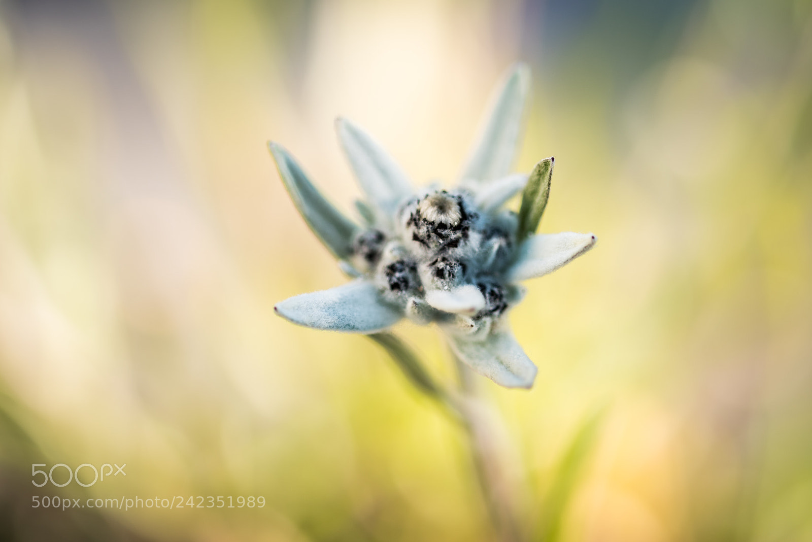 Nikon D810 sample photo. Edelweiss photography
