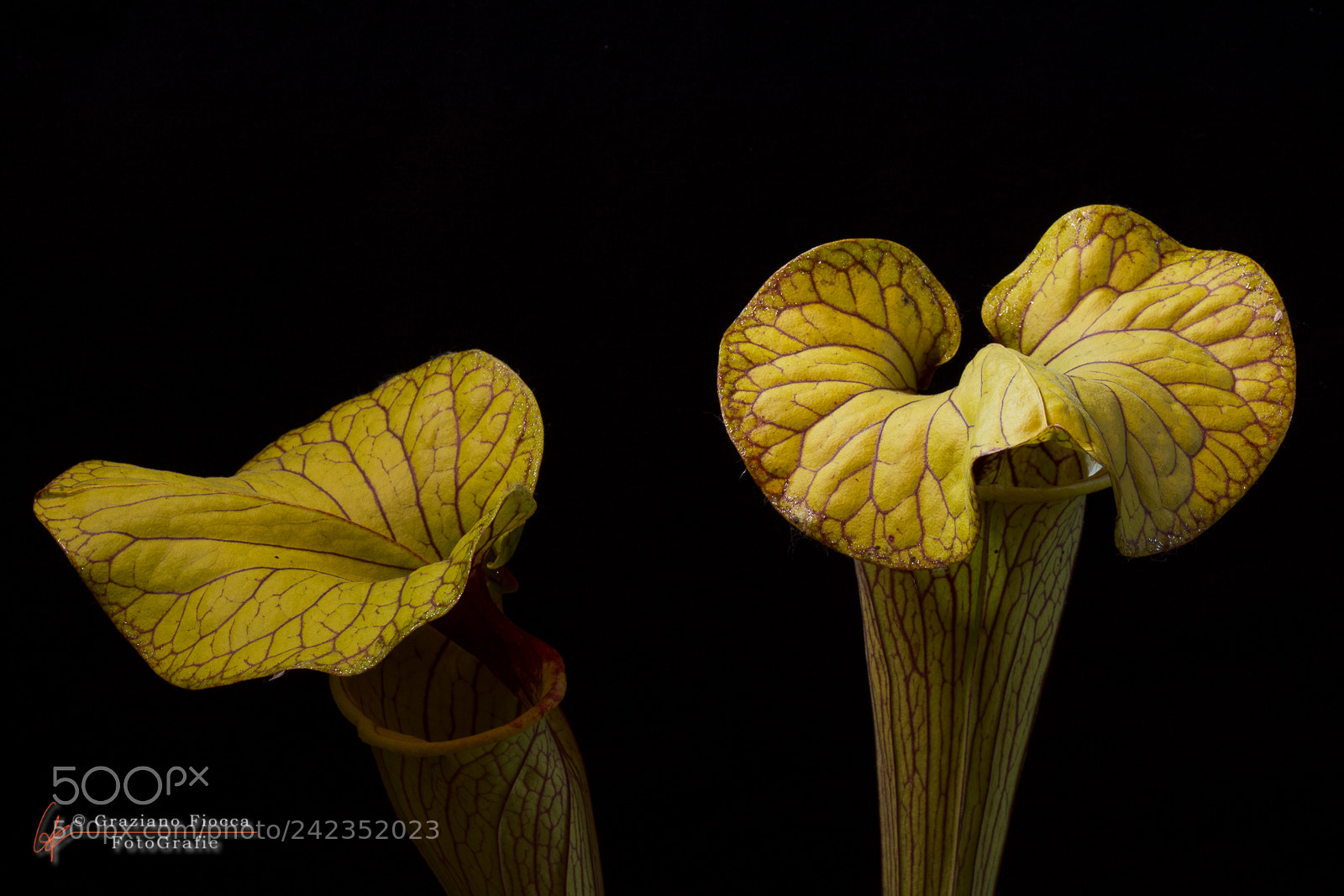 Nikon D7200 sample photo. Piante carnivore 1 photography