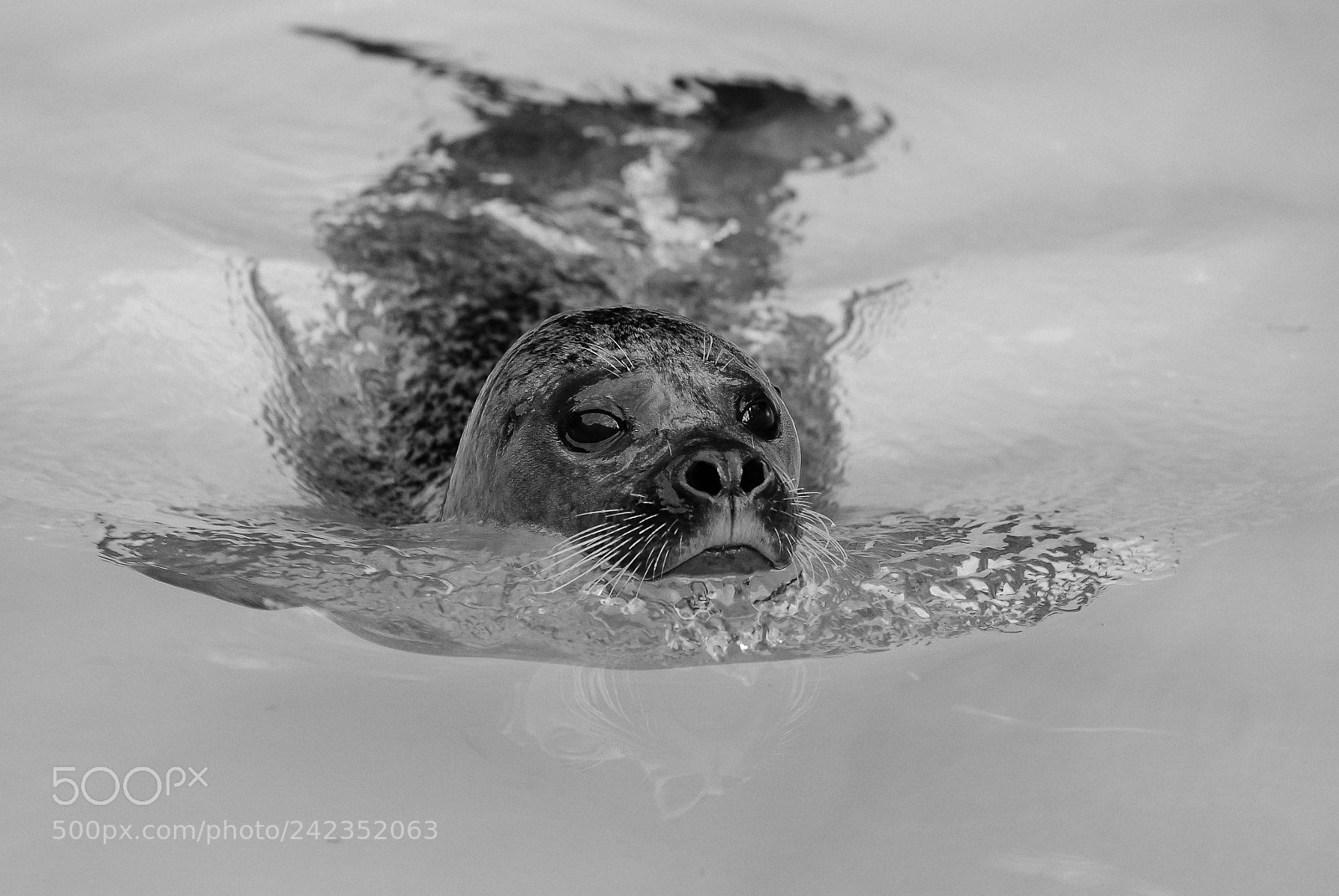 Nikon D200 sample photo. Seal looking for .... photography