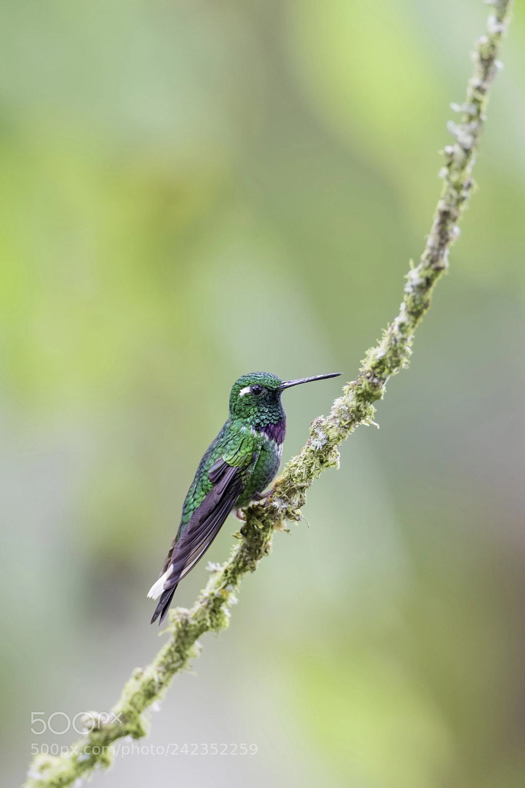 Nikon D850 sample photo. Purple bibbed whitetip photography