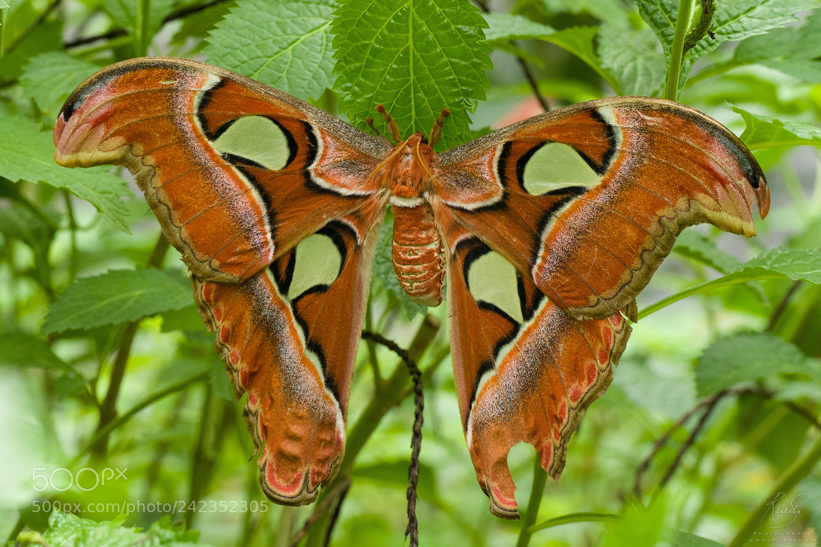 Panasonic Lumix DMC-FZ1000 sample photo. Rusty butterfly photography