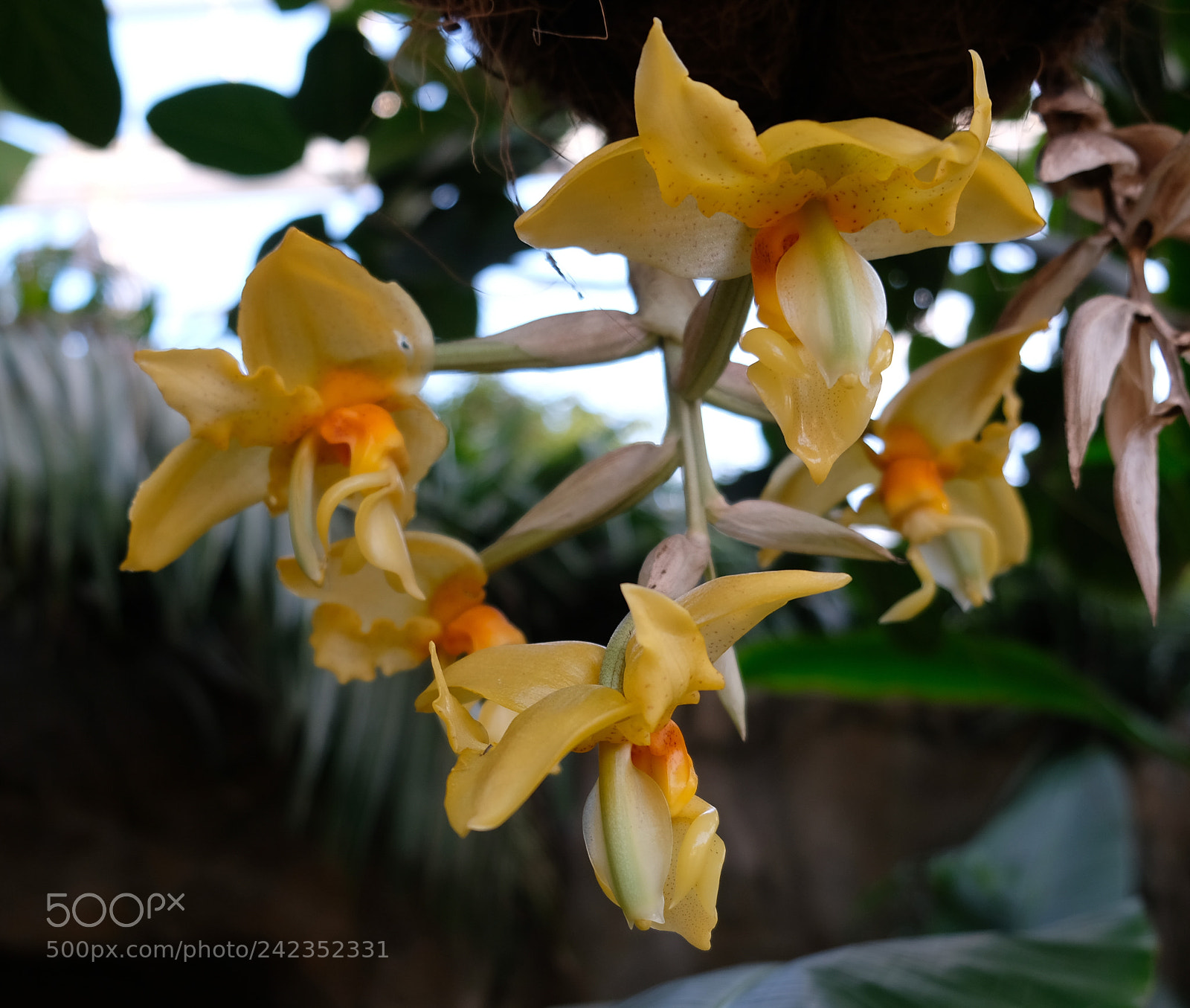Fujifilm X-T2 sample photo. Orchids in flower photography