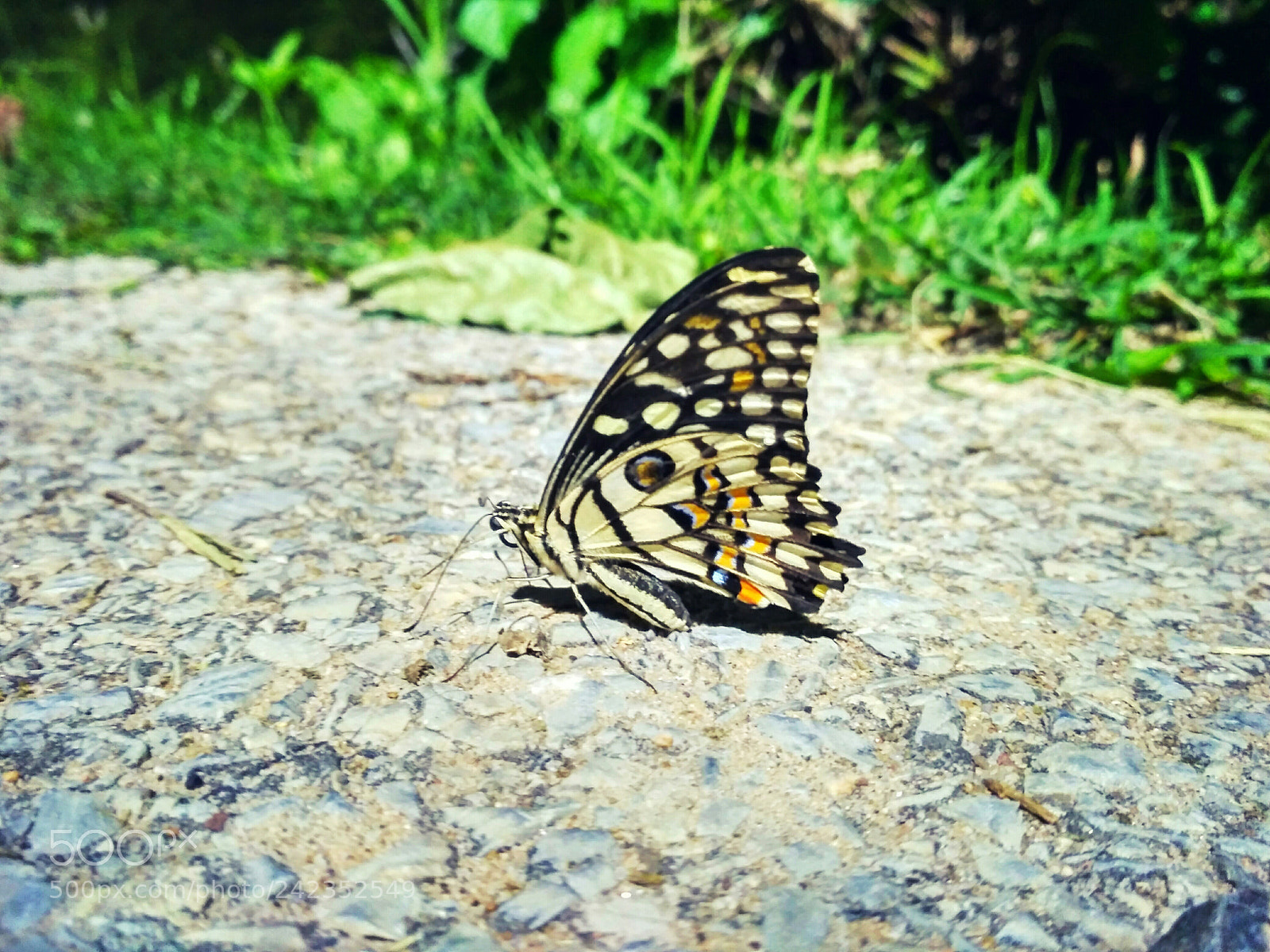 Xiaomi Redmi 3S sample photo. Untitled photography