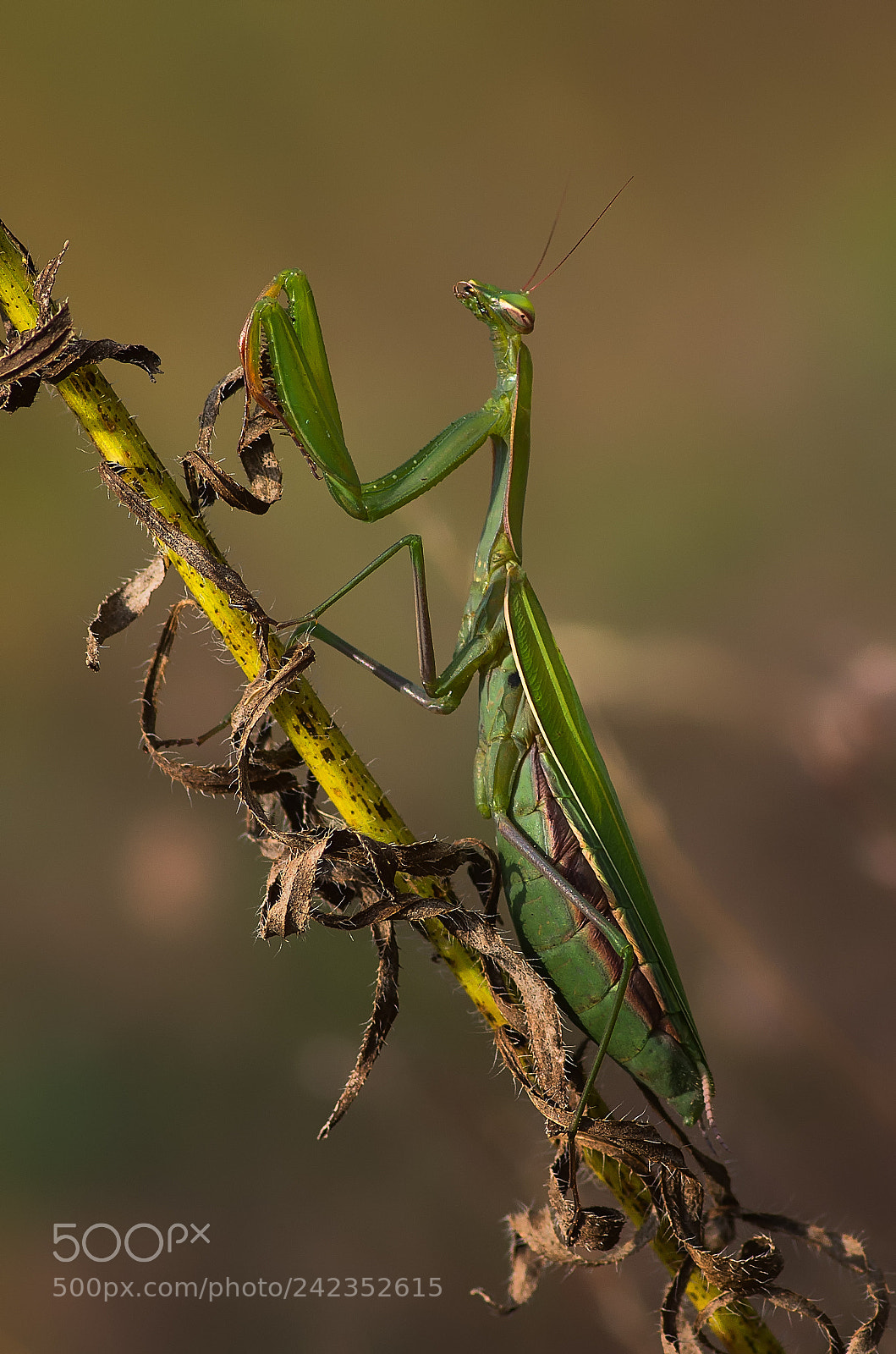 Pentax K-5 II sample photo. Mantis photography