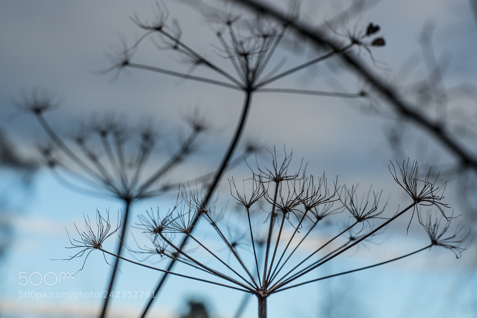 Sony ILCA-77M2 sample photo. Spiders on sticks photography