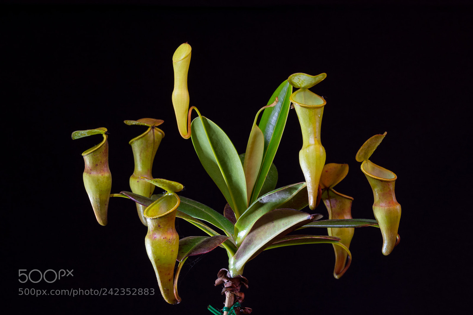 Nikon D7200 sample photo. Nepenthes photography