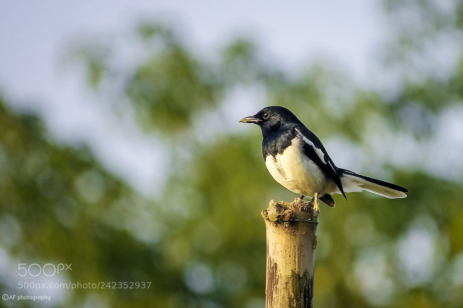 Canon EOS 1100D (EOS Rebel T3 / EOS Kiss X50) sample photo. Magpie robin / দোয়েল পাখি photography