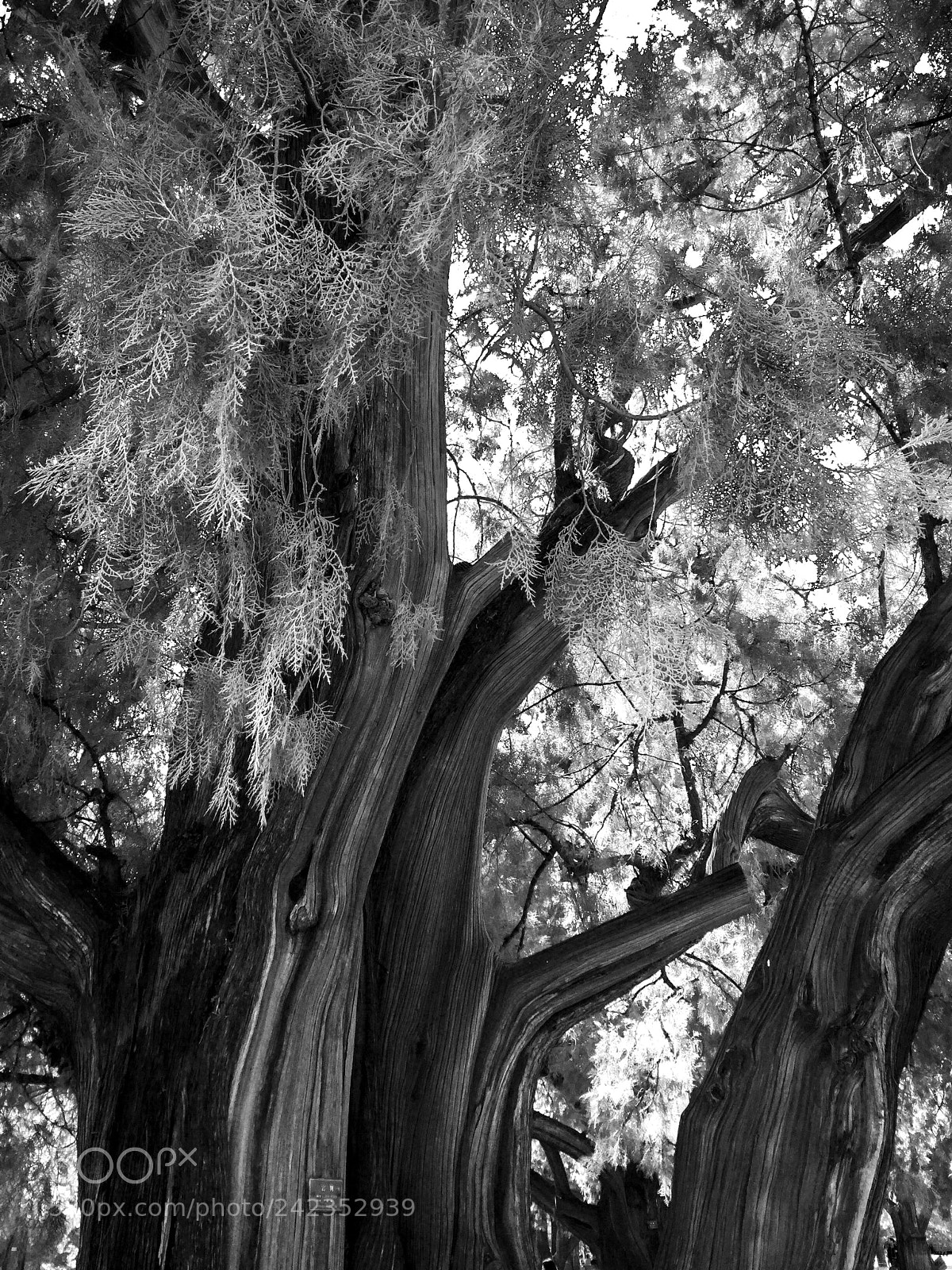 Apple iPad mini 4 sample photo. The trees in beijing photography