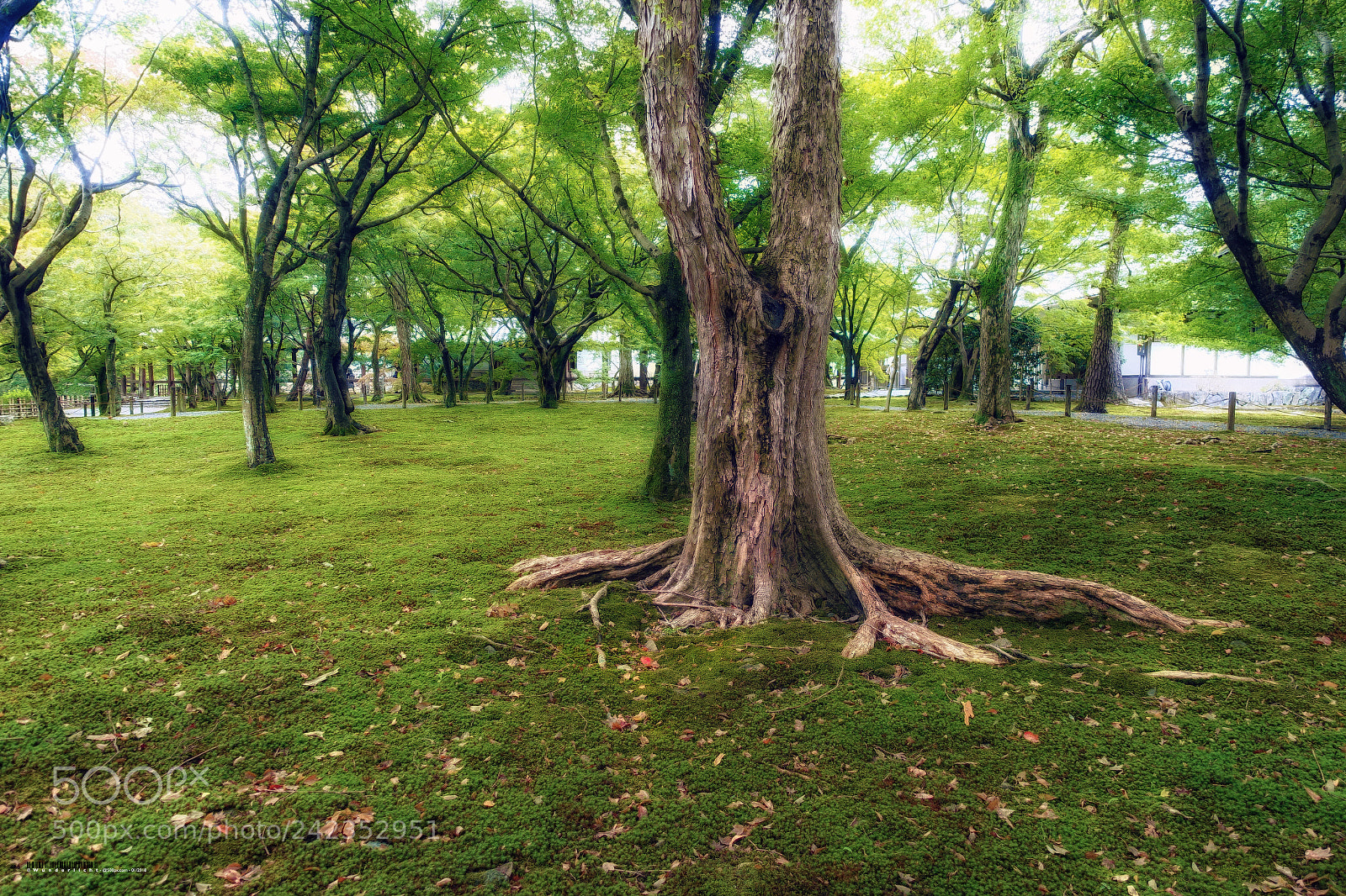 Sony Cyber-shot DSC-RX100 III sample photo. Garden at tofuku-ji temple photography