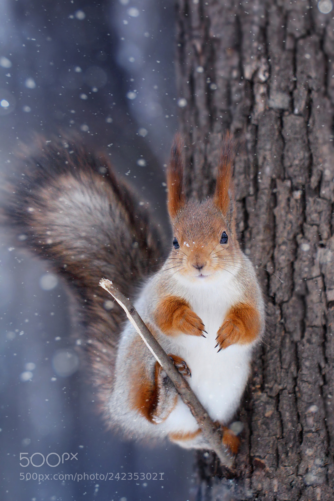 Canon EOS 650D (EOS Rebel T4i / EOS Kiss X6i) sample photo. |winter beauty| photography
